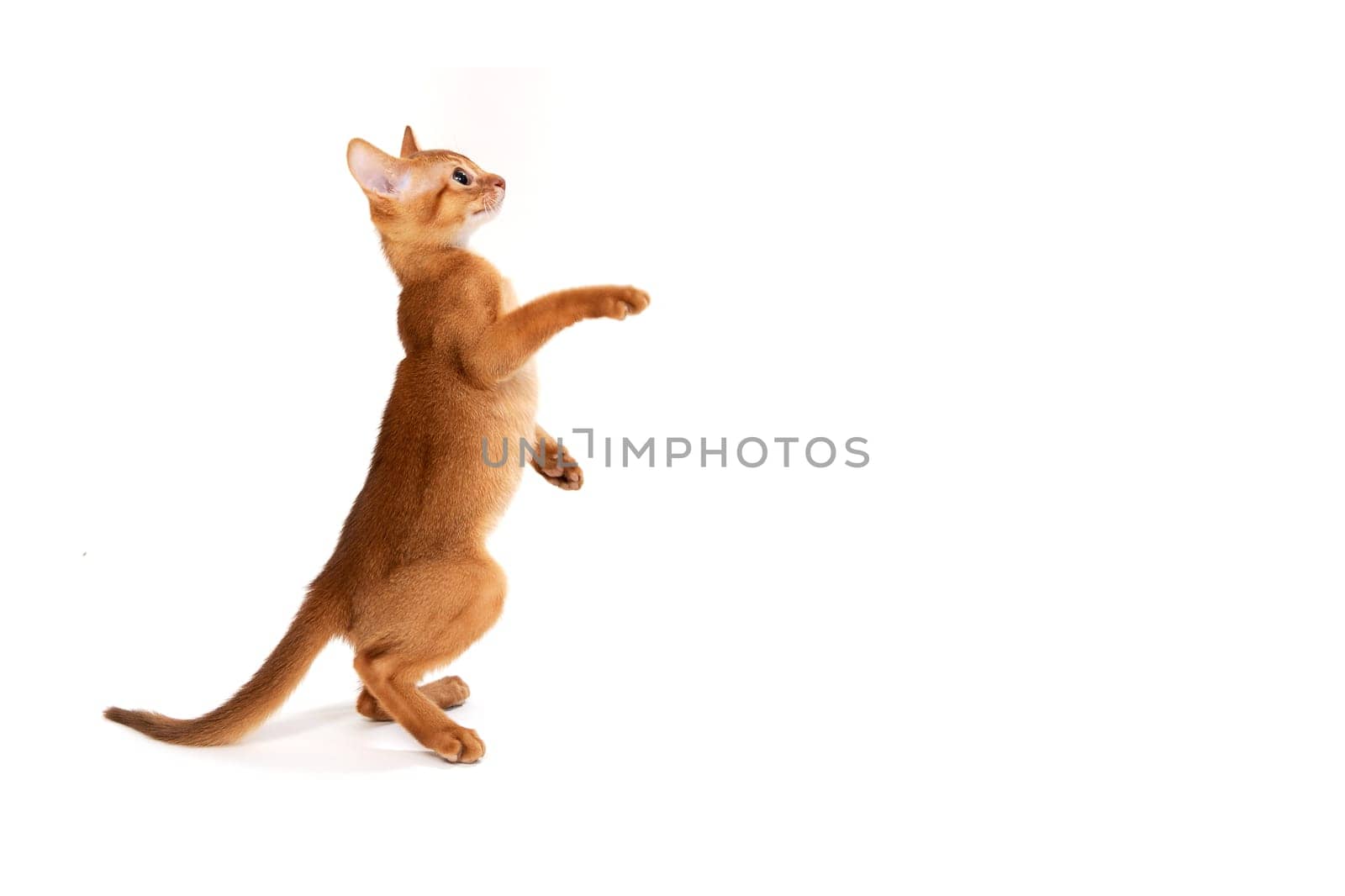 ginger purebred kitten sits on an isolated white background. High quality photo