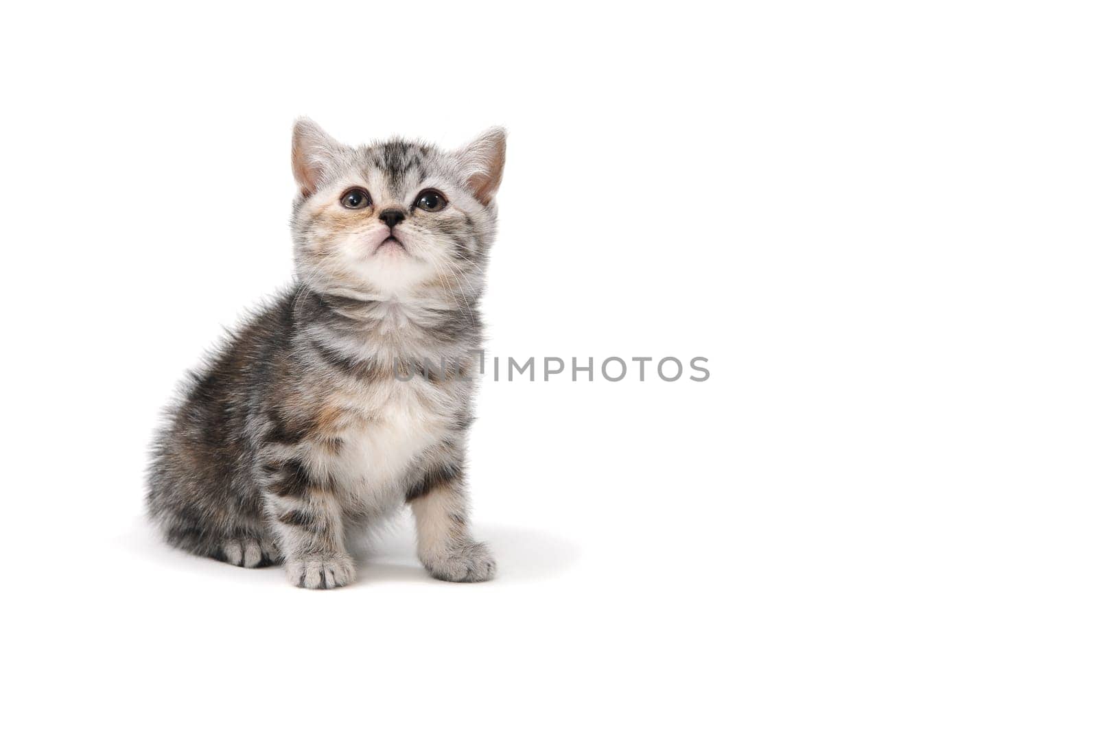 Fluffy purebred gray kitten on a white isolated background. High quality photo