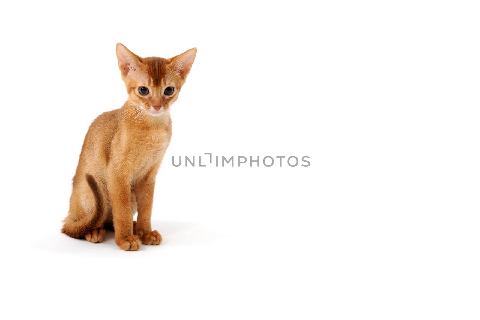 ginger purebred kitten sits on an isolated white background. High quality photo