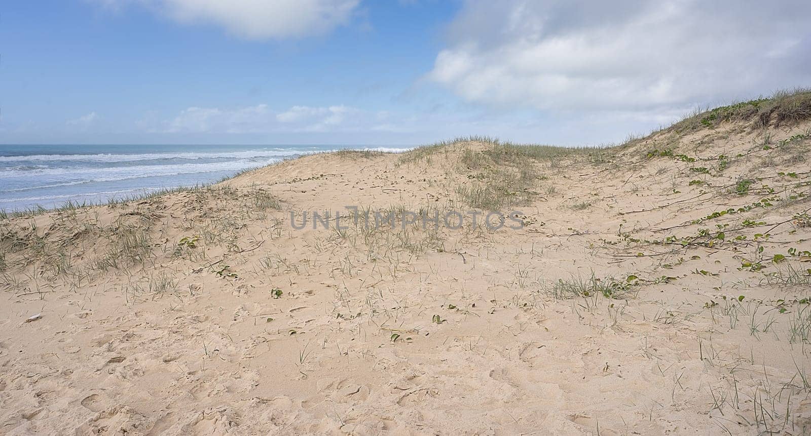 Coastal regeneration of vegetation on sand dunes to help stop erosion and protect the sea front from the force of the wild waves