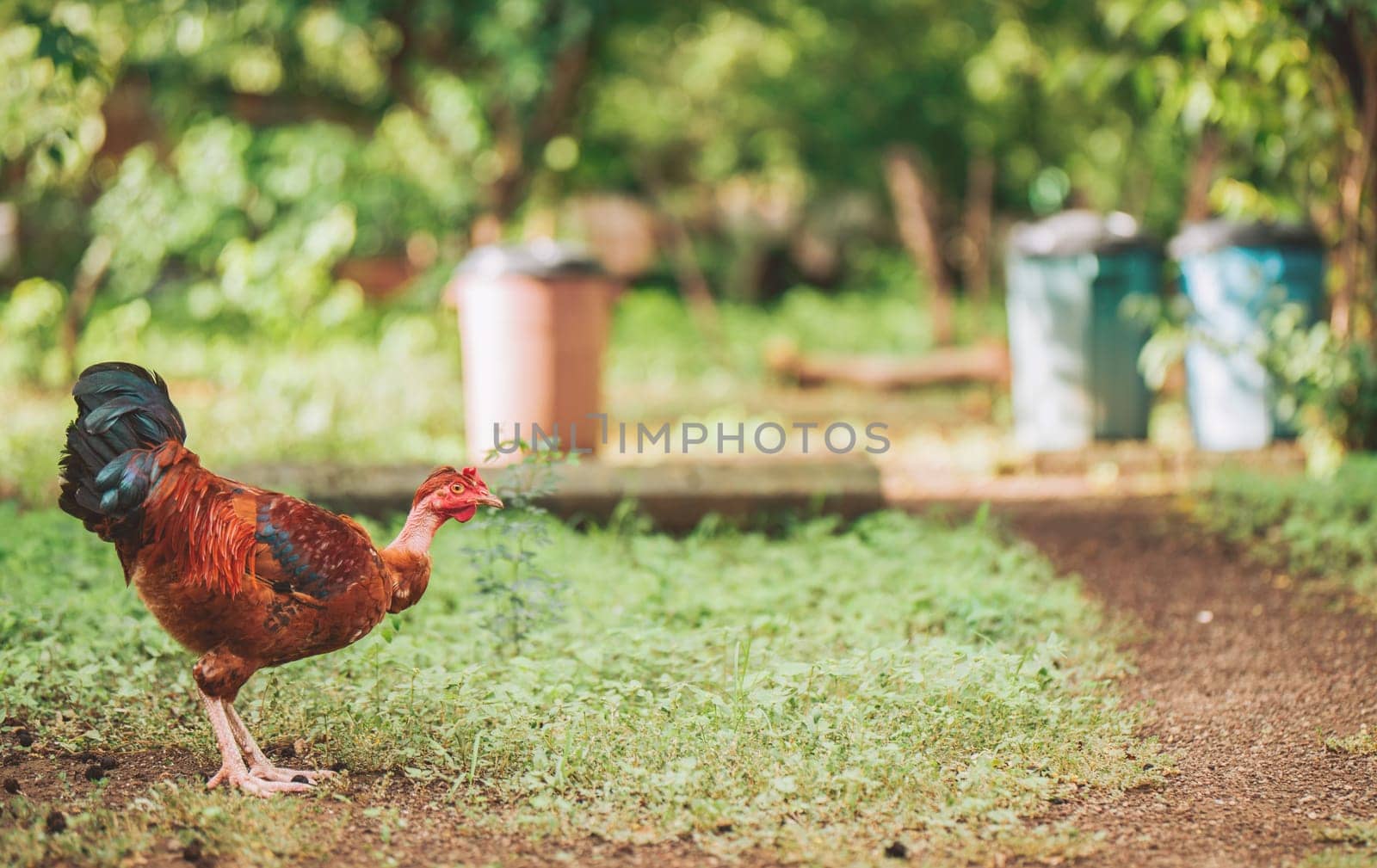 Portrait of farmer rooster eating in the yard. Beautiful farm rooster eating in the grass