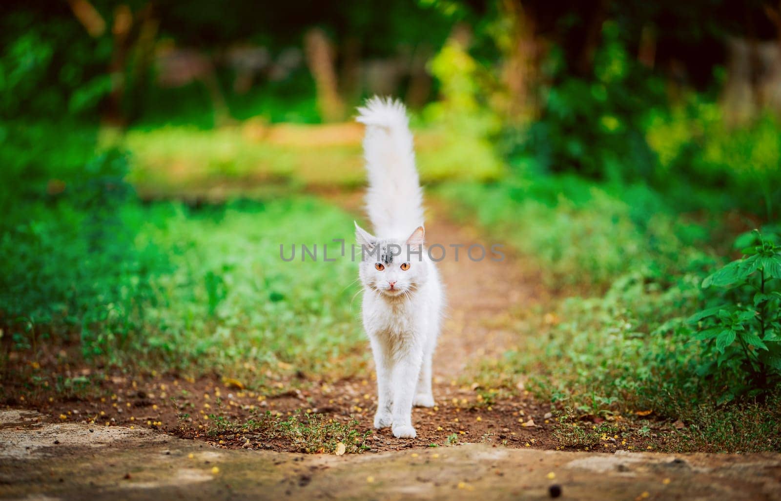 Portrait of beautiful white cat walking in the yard. Cute white cat in a green garden