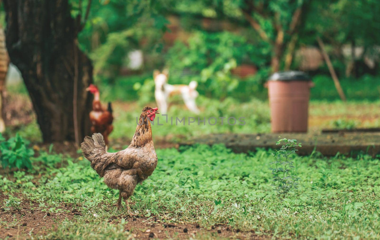Portrait of a farmer hen eating in the yard. Close up of beautiful farm hen eating in the grass