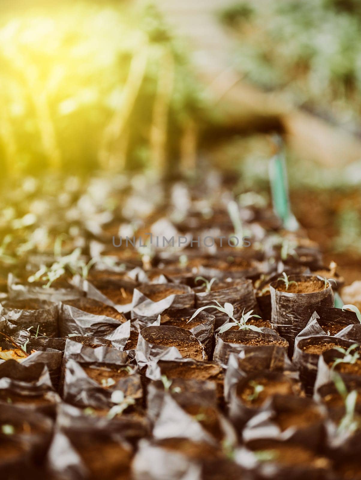 Small plants in black bags in a home garden. Small home nursery