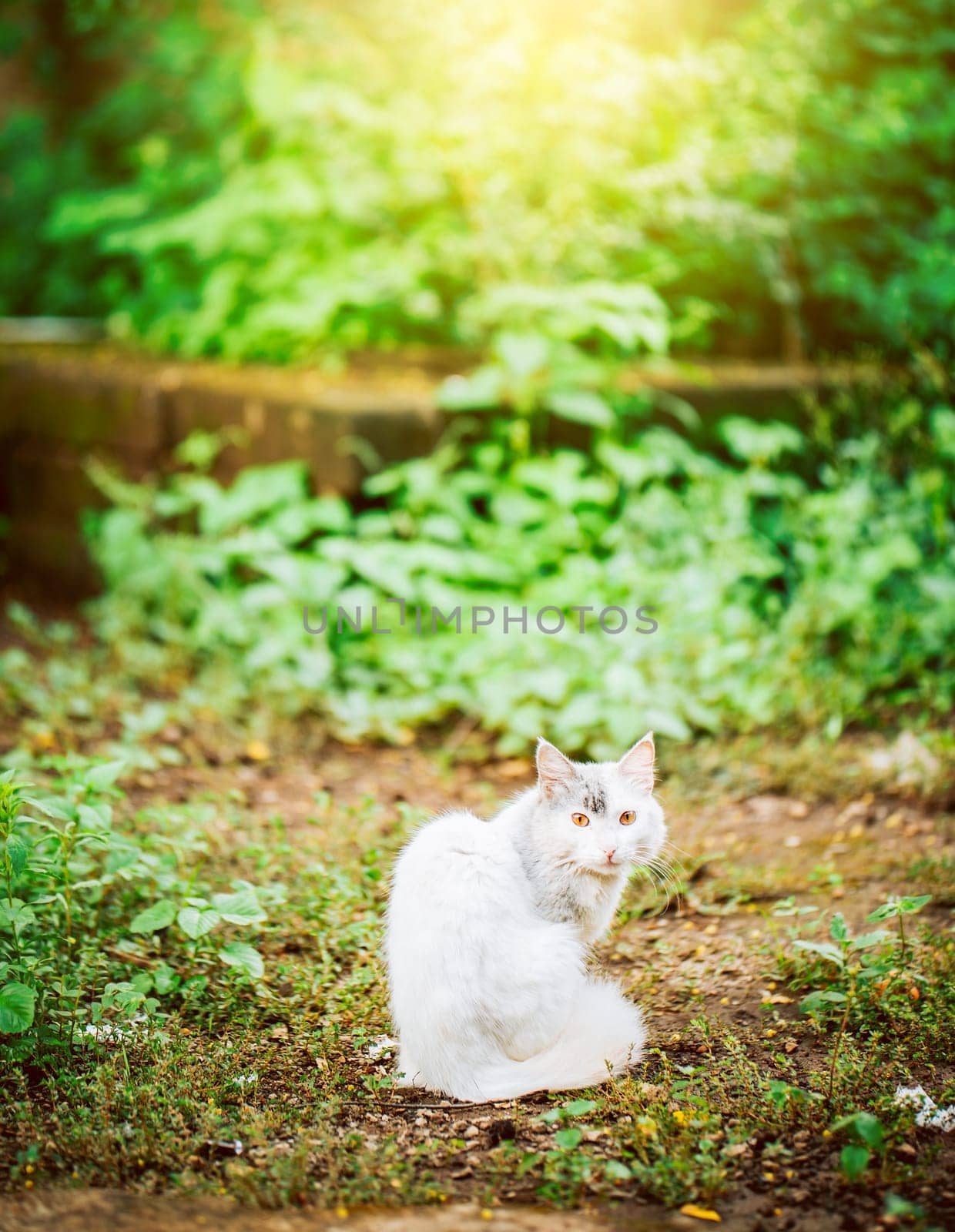 Portrait of a cute white cat in the yard looking at the camera