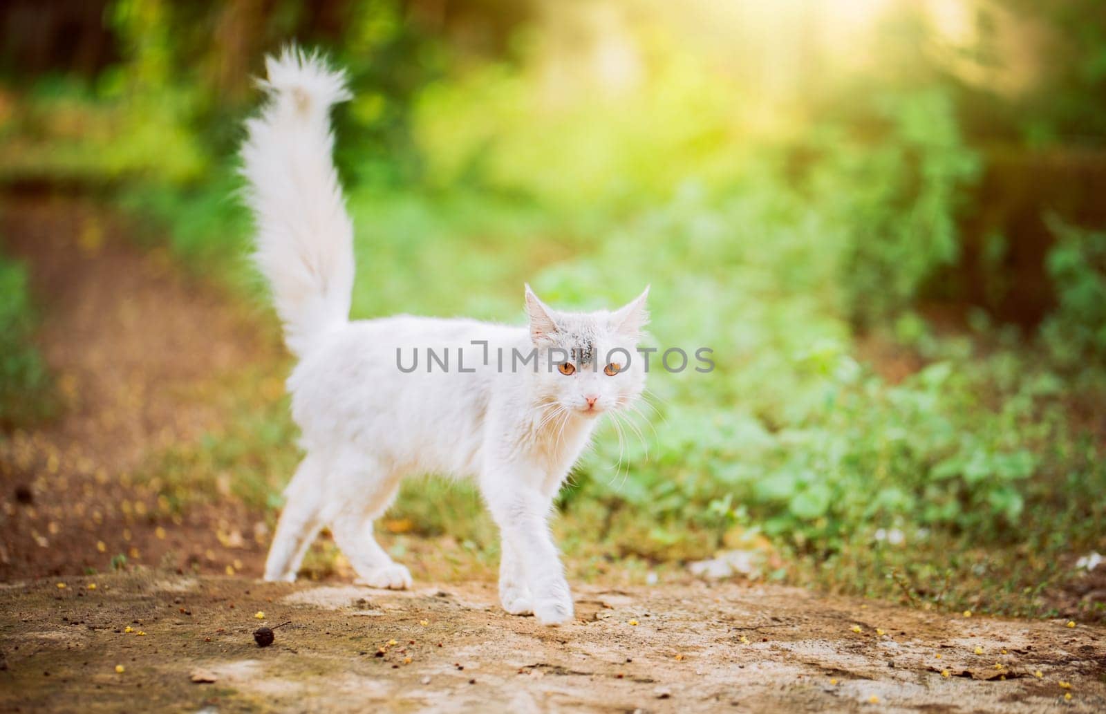 Cute white cat in a green garden. Portrait of beautiful white cat walking in the yard