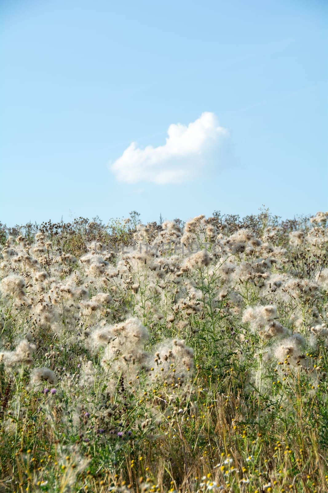 Wilted thistles in a field with lots of flying seeds