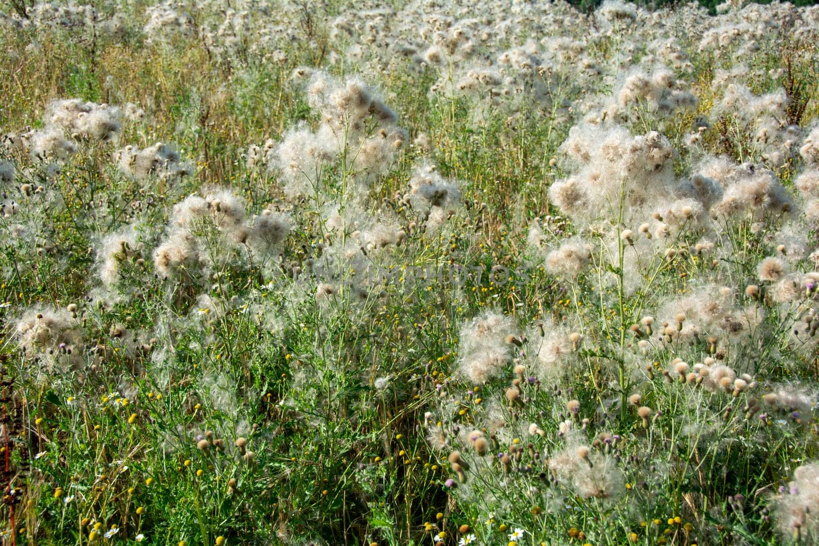 Wilted thistles in a field with lots of flying seeds