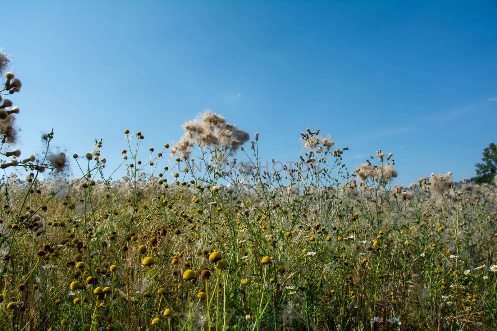 Wilted thistles in a field with lots of flying seeds