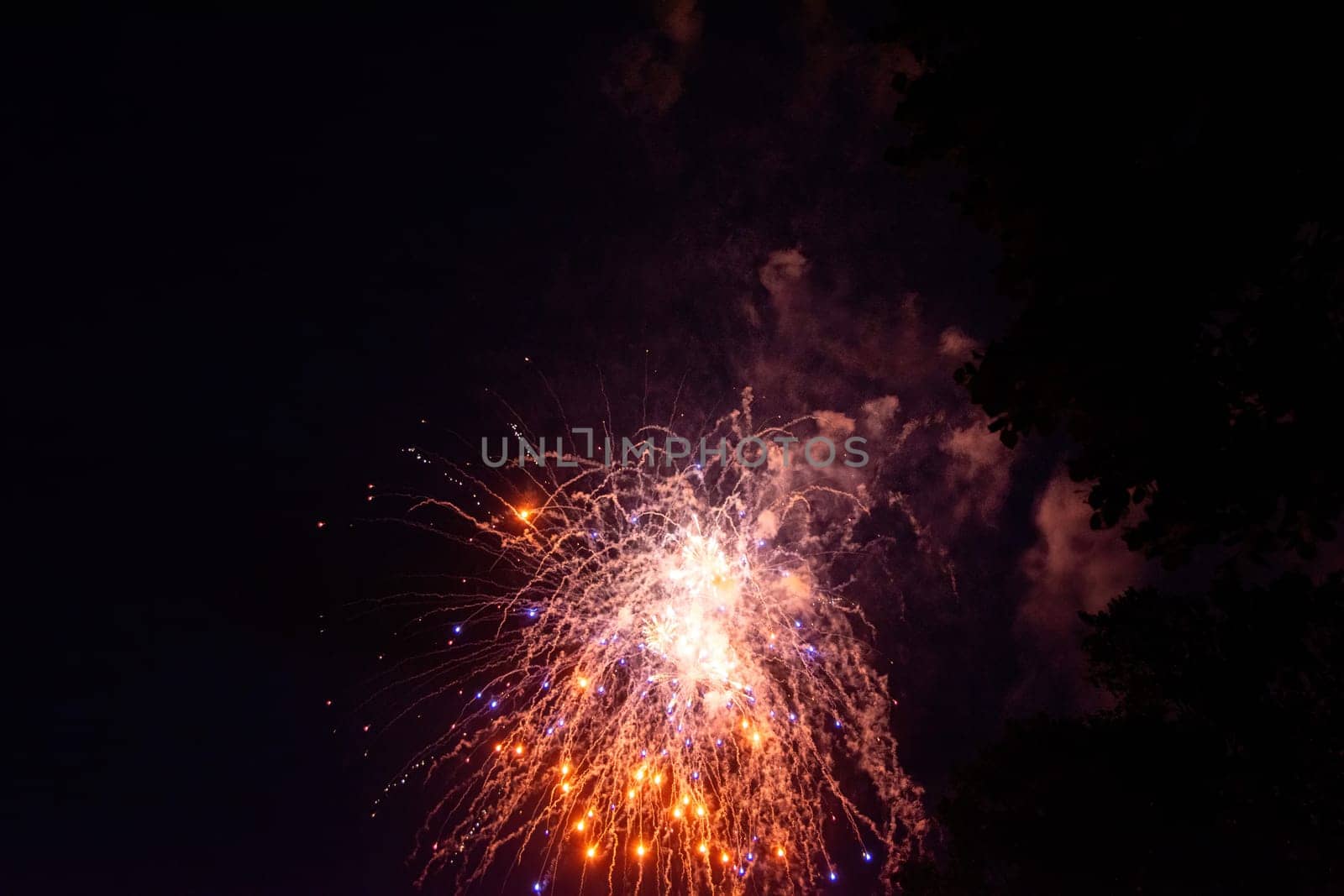 A colorful fireworks in the black night sky with the silhouette of a tree in the foreground