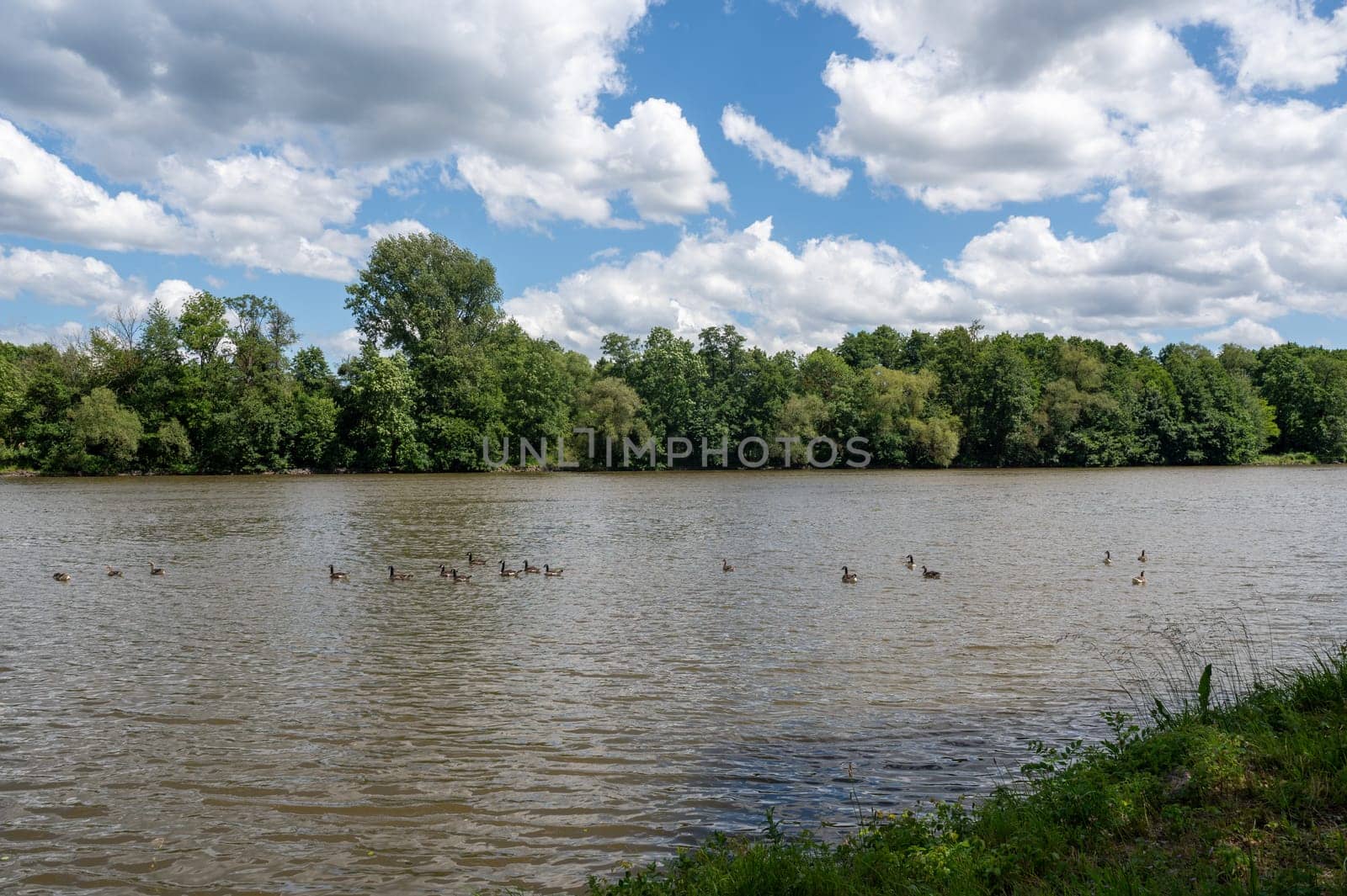 Many Canada geese ( Branta canadensis ) swimming in the water near the river bank with blue sky and clouds