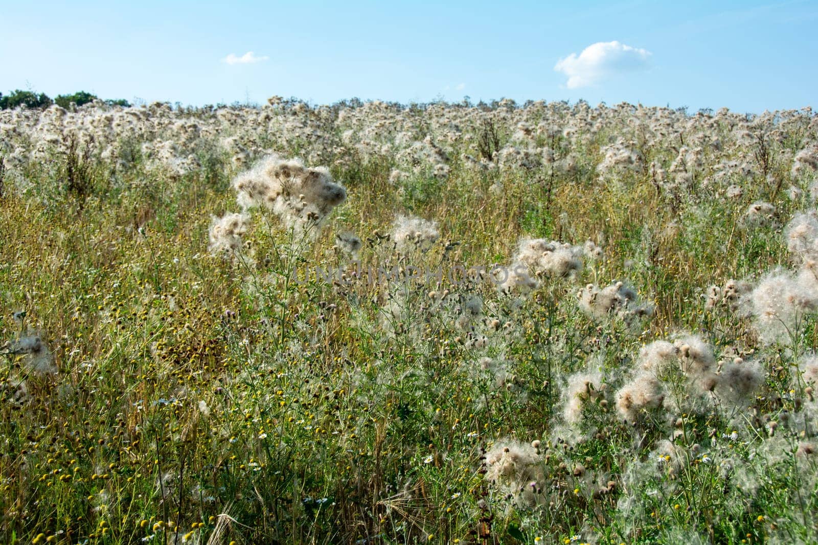 Wilted thistles in a field with lots of flying seeds