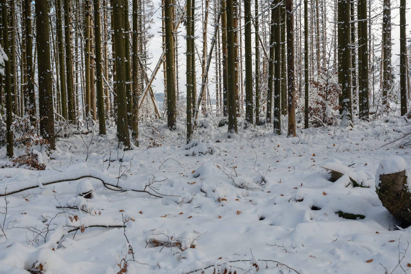 Trees in the forest, winter with snow