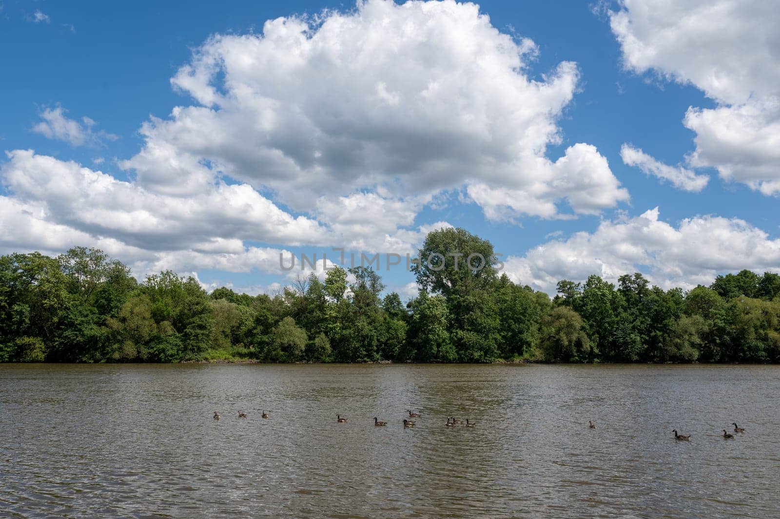 Many Canada geese ( Branta canadensis ) swimming in the water near the river bank with blue sky and clouds