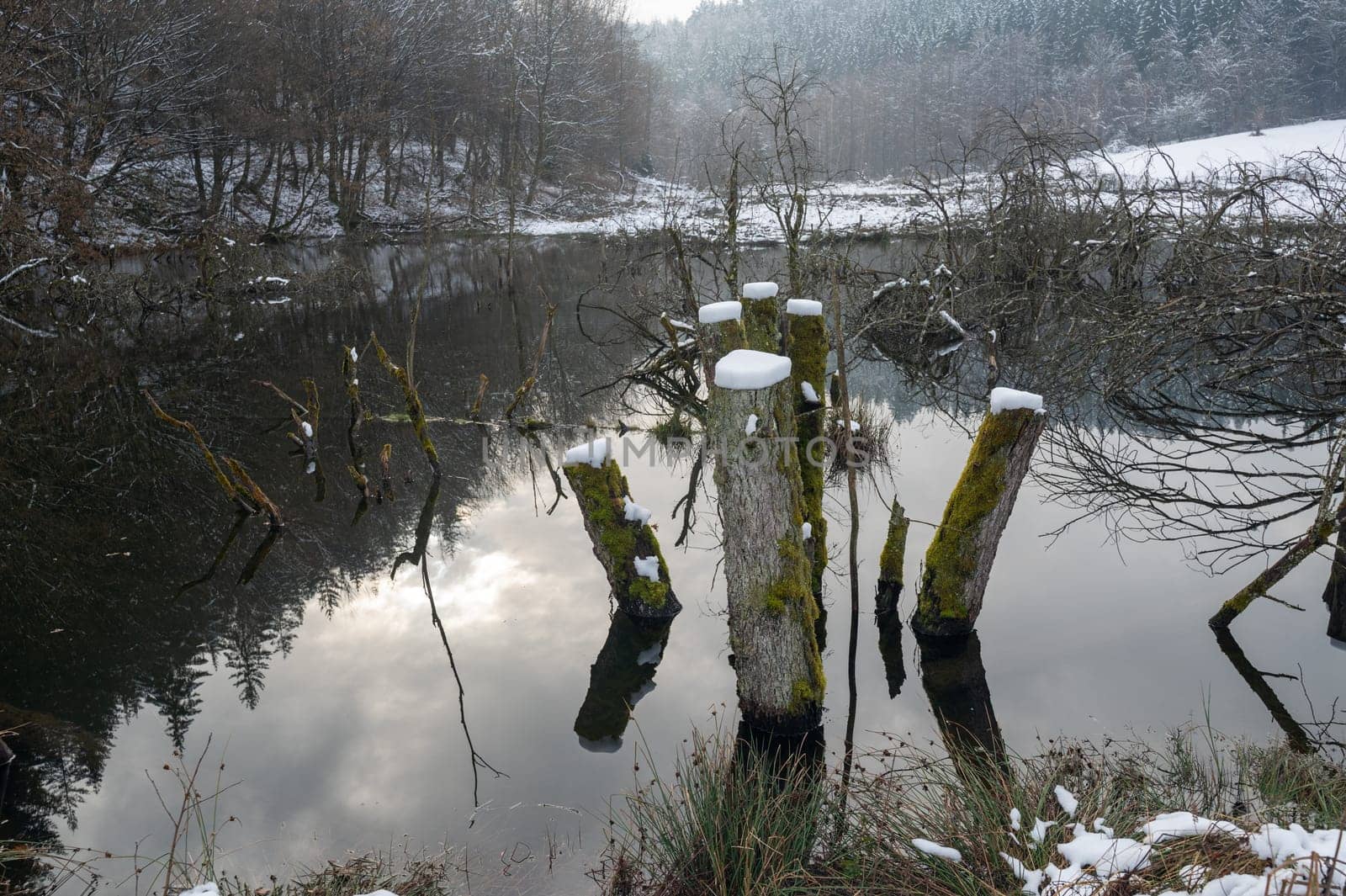 A small lake with some tree trunks in the water, with forest and reflections in the water, with snow in winter