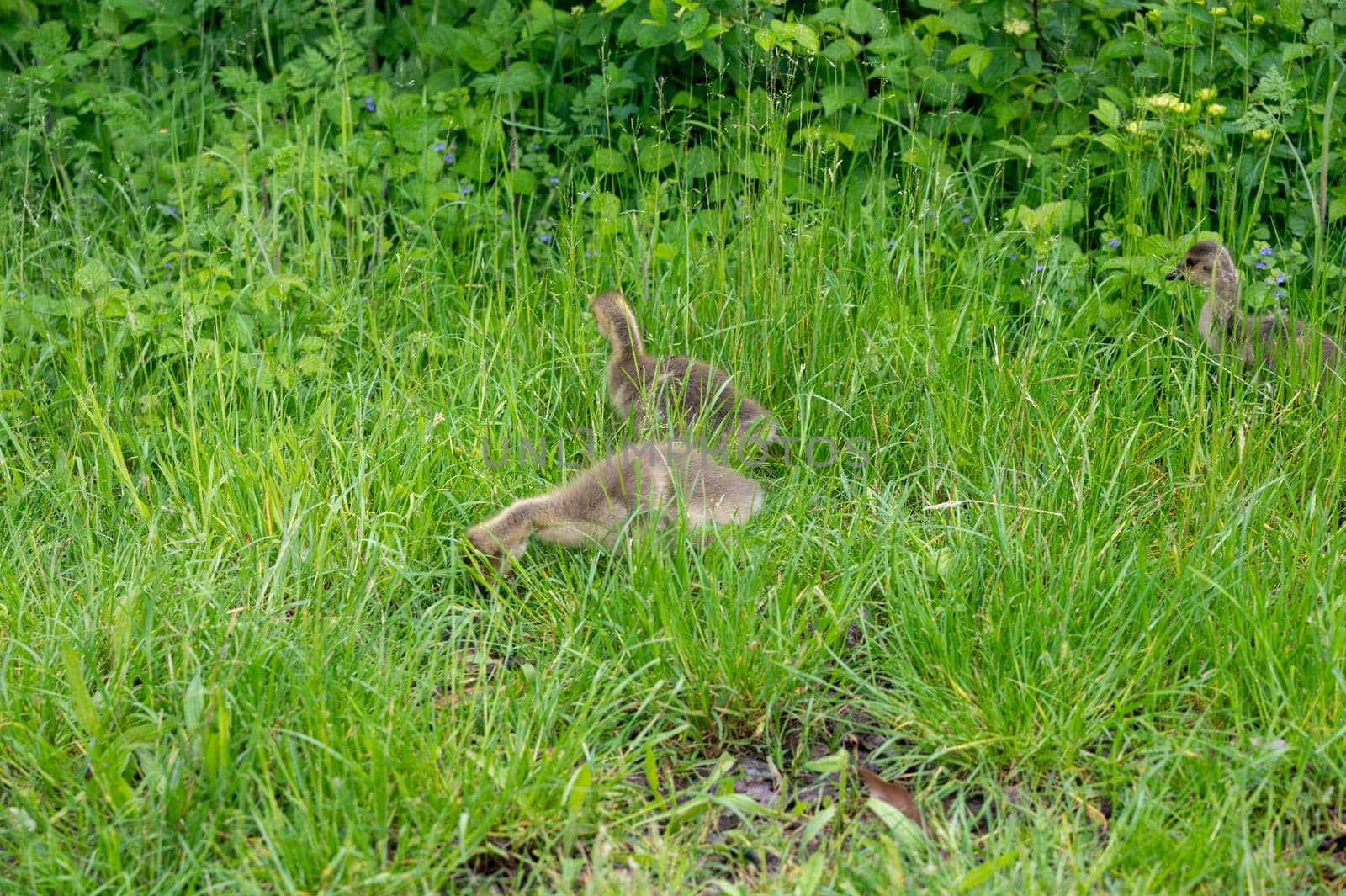 Chicks of Canada geese ( Branta canadensis ) in green grass in the wild