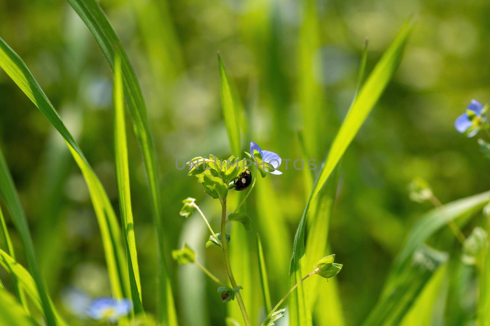 Black - red ladybug ( Coccinellidae )  on a plant in green nature