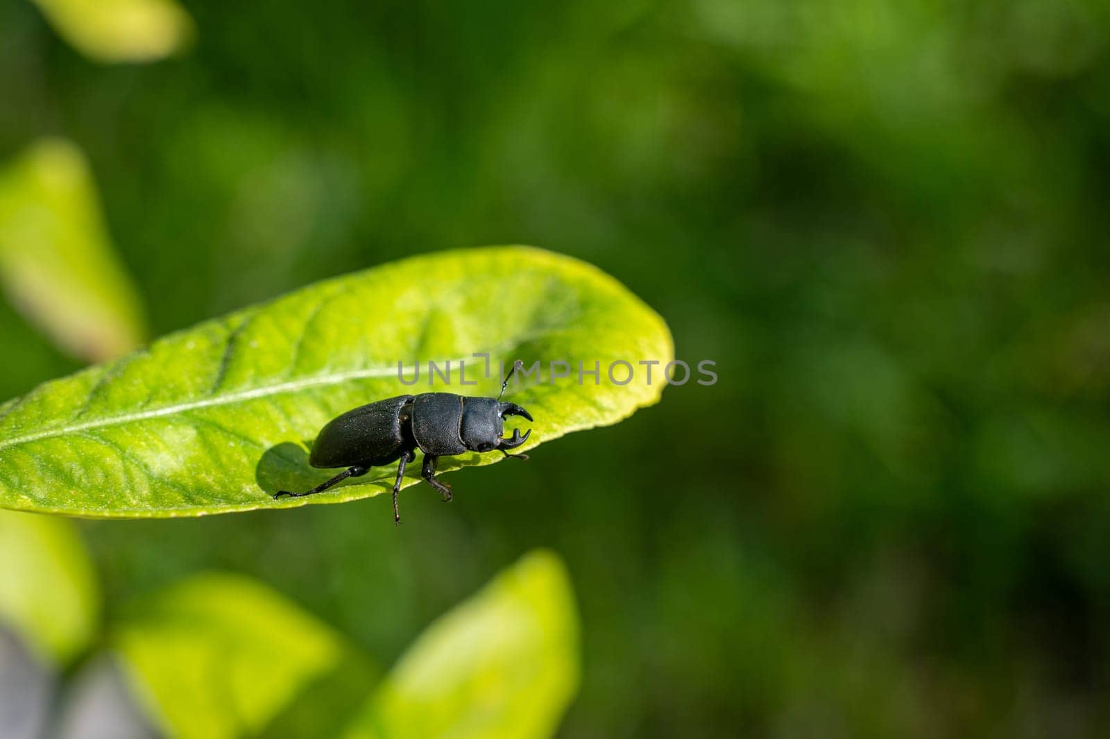 A bark beetle (Dorcus parallelipipedus) also called the dwarf stag beetle, on a green leaf in nature
