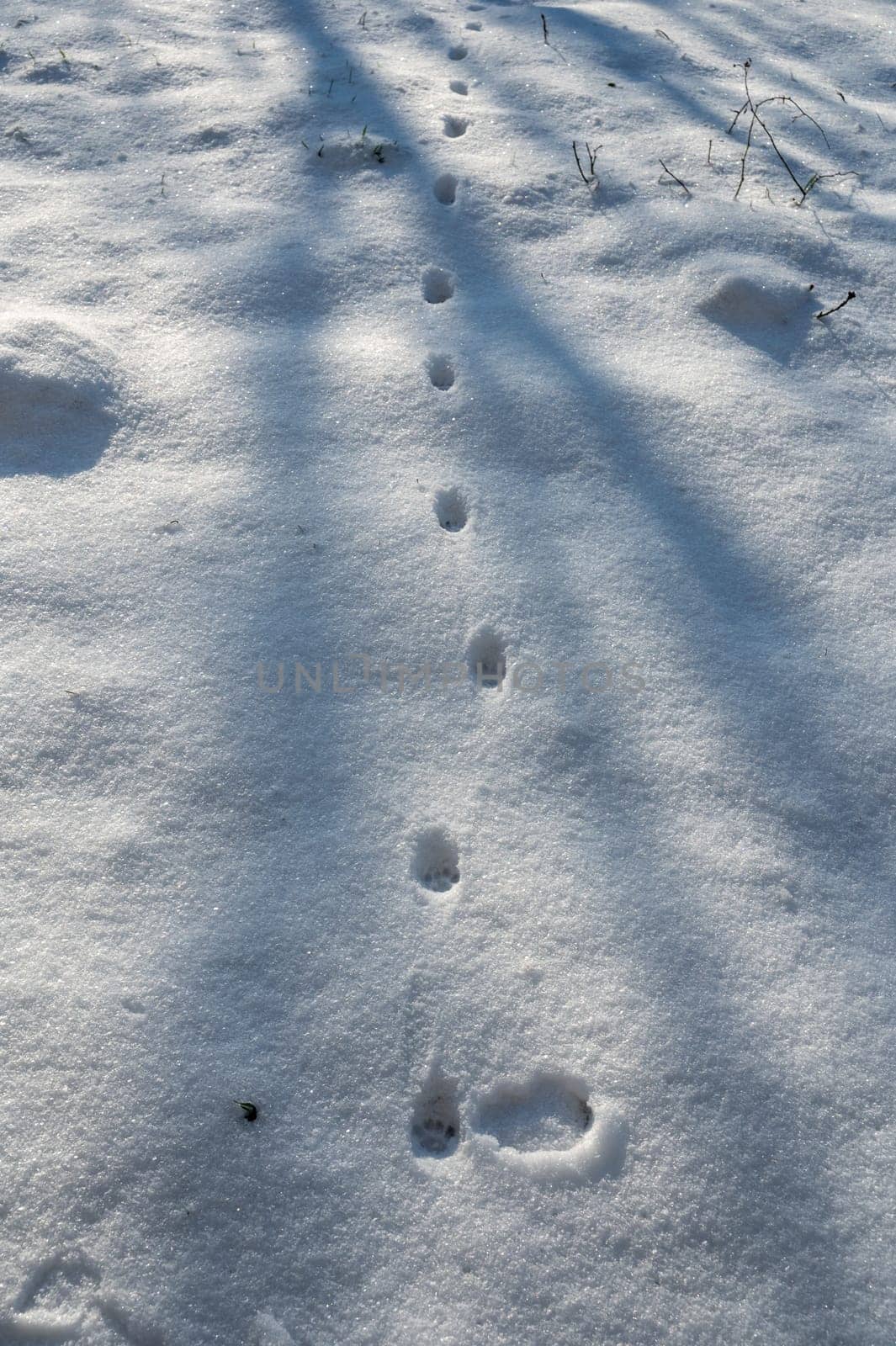 Cat footprints in the white snow