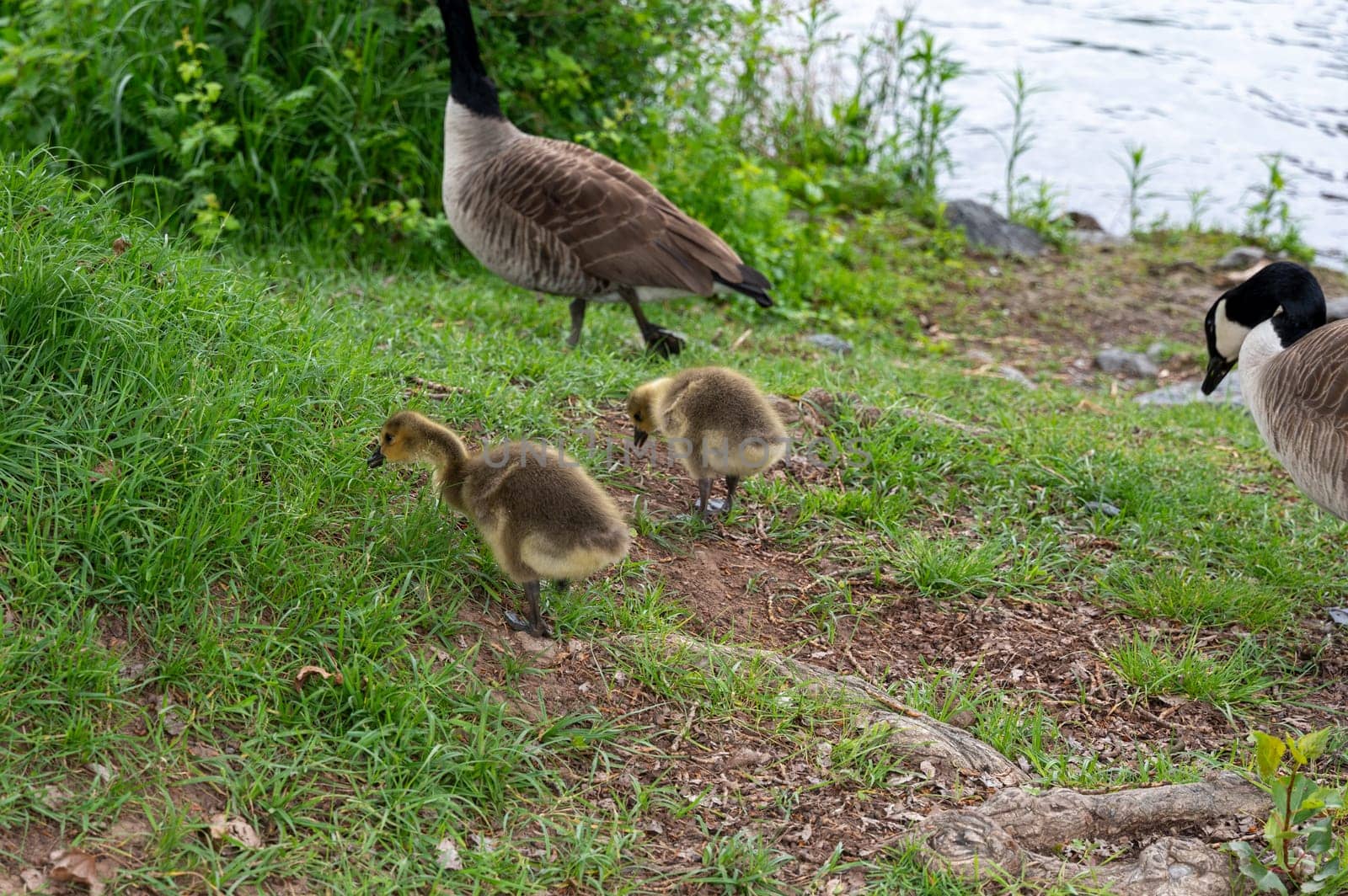 Family of Canada geese ( Branta canadensis ) with goslings in green grass by the water