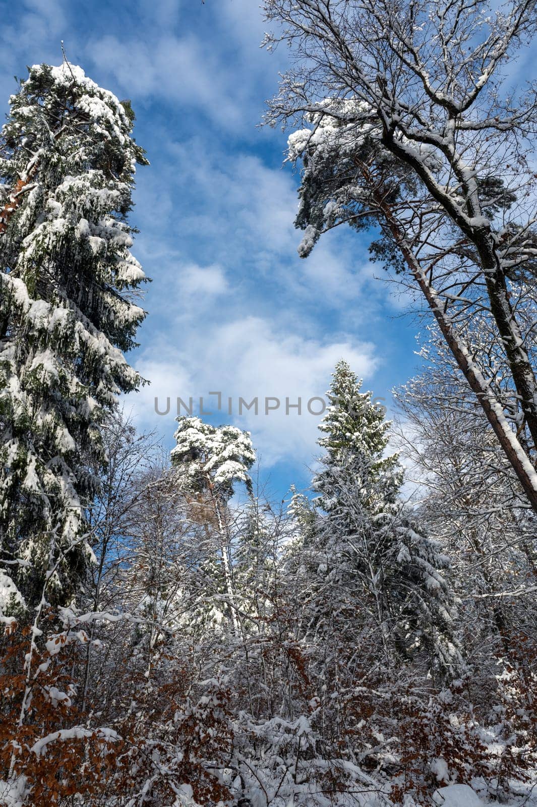 Snow covered fir trees in a forest with blue sky in winter time