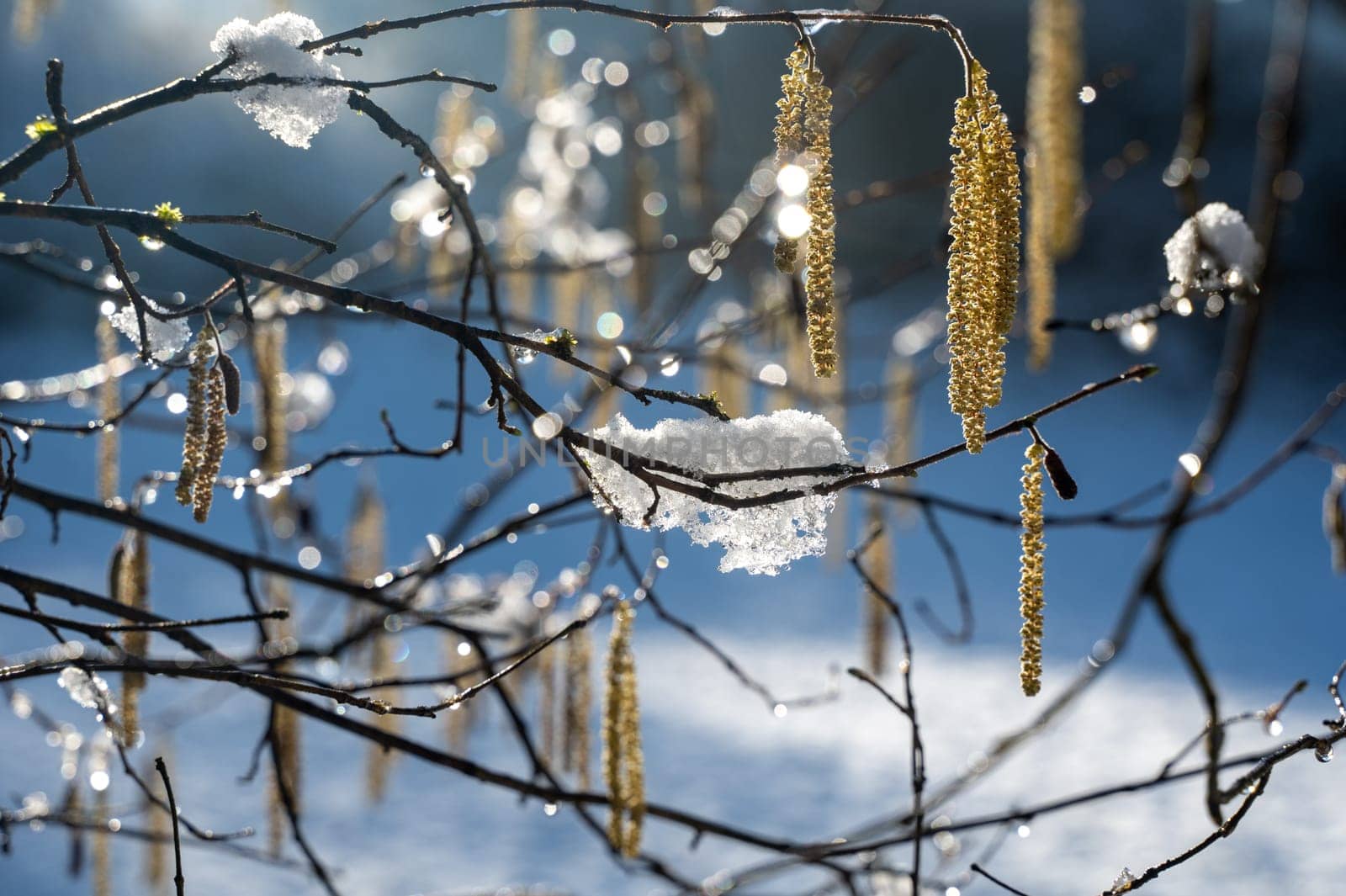 Hazel bush with flowers in winter ( Corylus avellana ) covered in snow in winter with sunlight