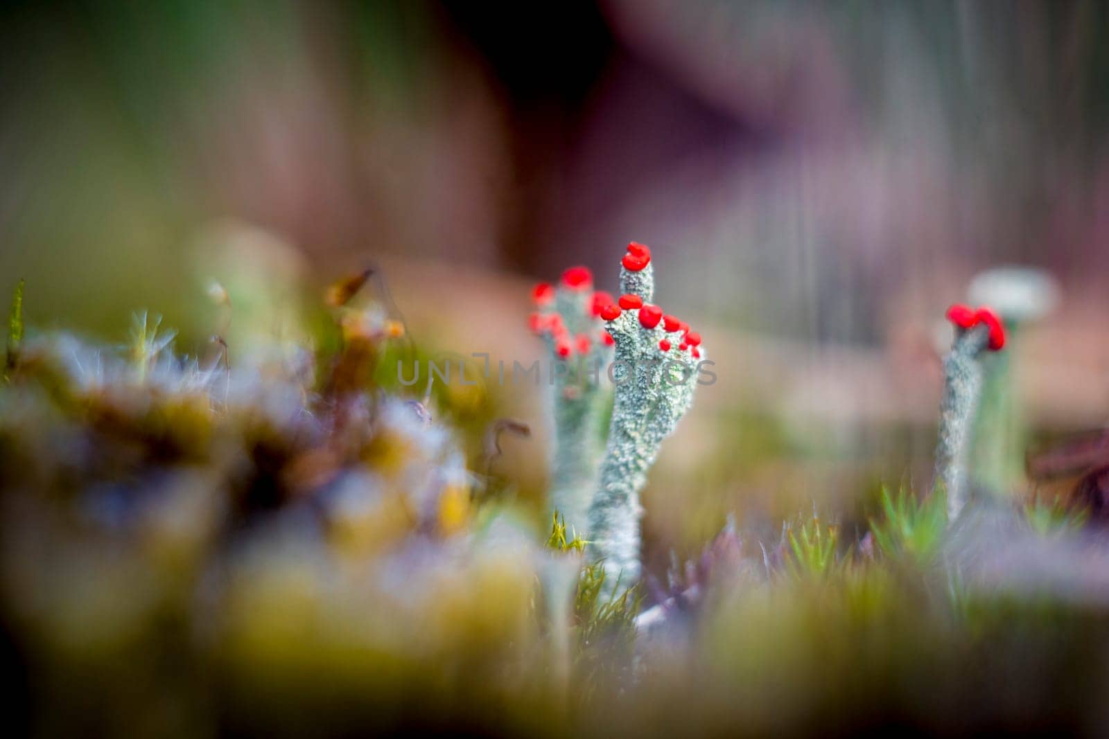 Closeup shot of Cladonia asahinae, the pixie cup lichen or Asahina's cup lichen