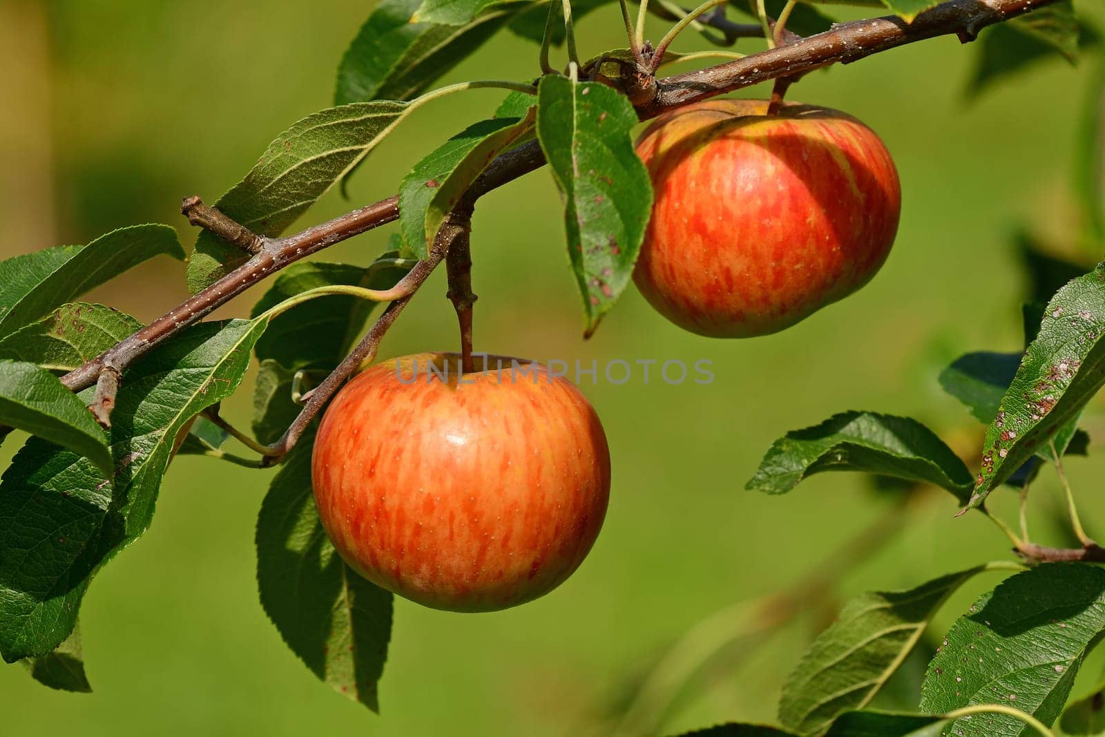 ripe apples on a tree in summer in a German Graden