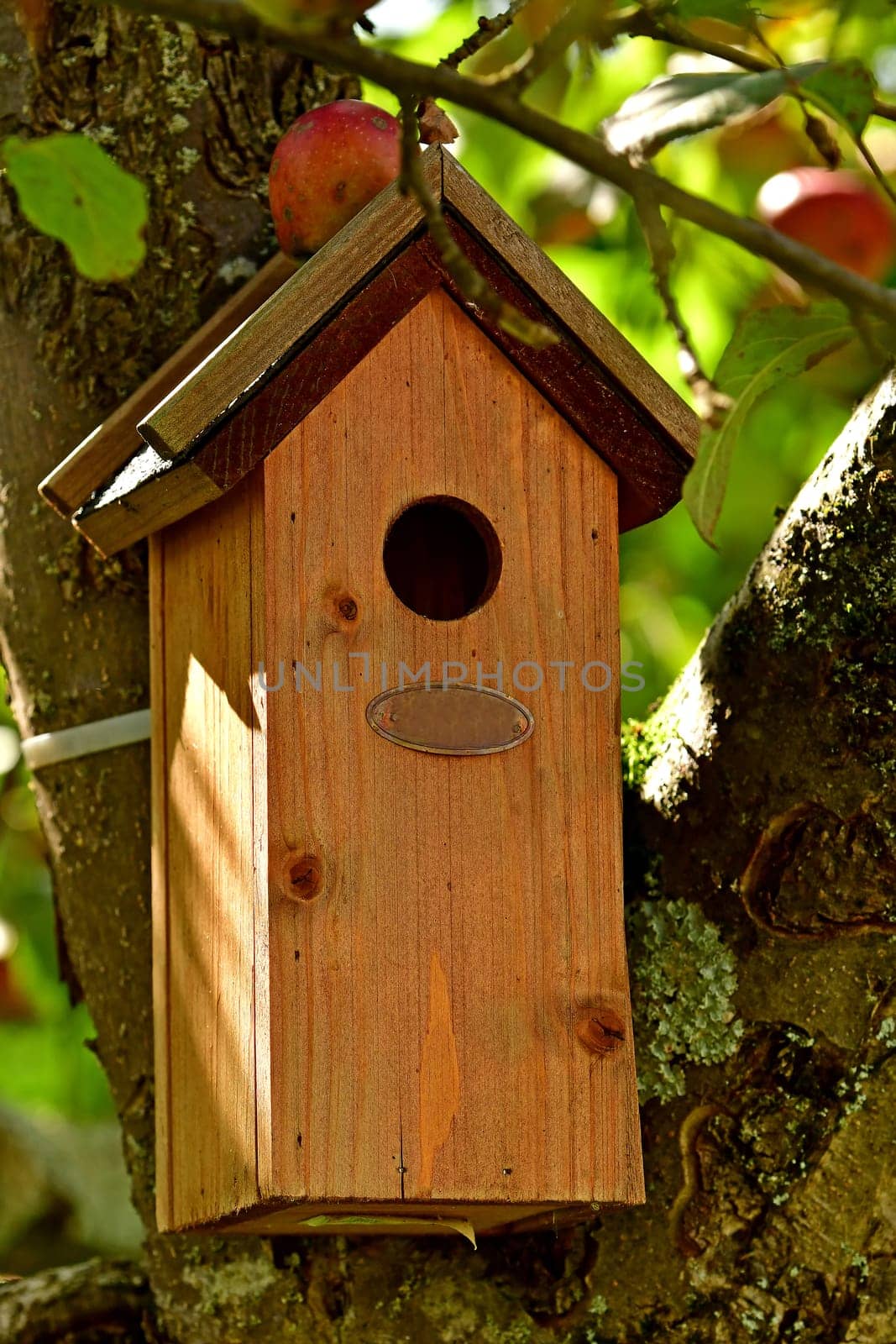 a bird house in a tree in summer