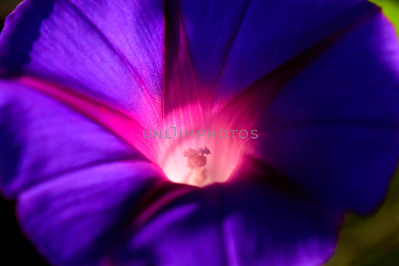 morning glory with blue flower