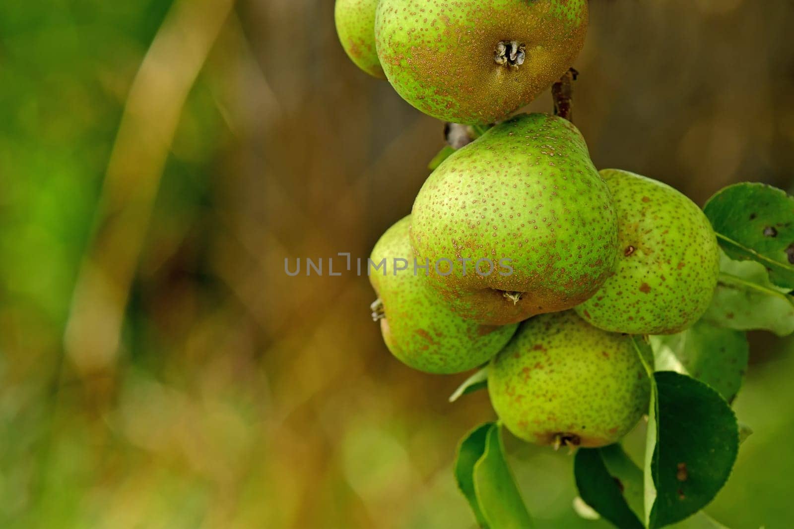 cider pears on a tree in summer in Germany