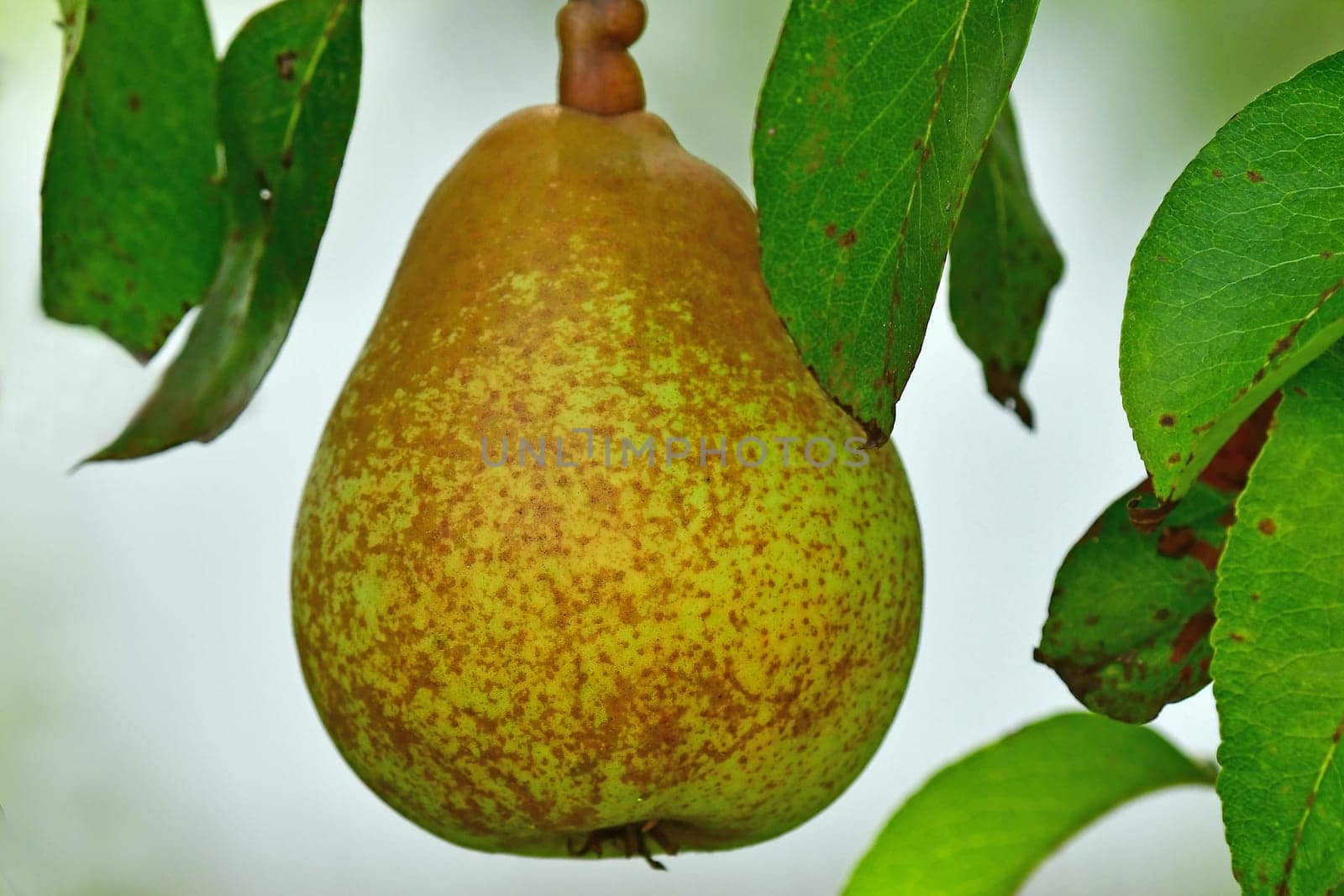 ripe pear on a tree in a German garden
