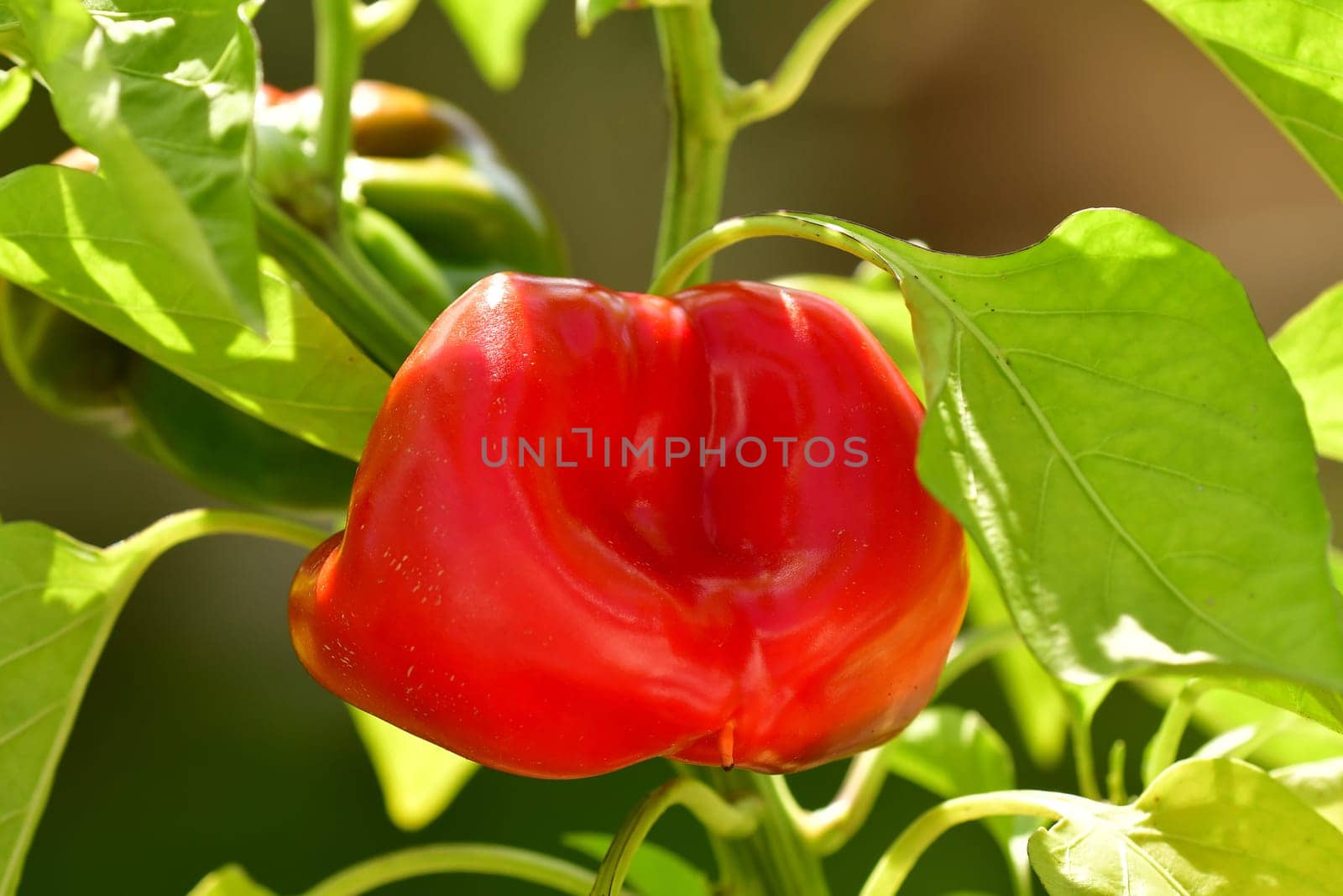 red ripe pepper on a plant