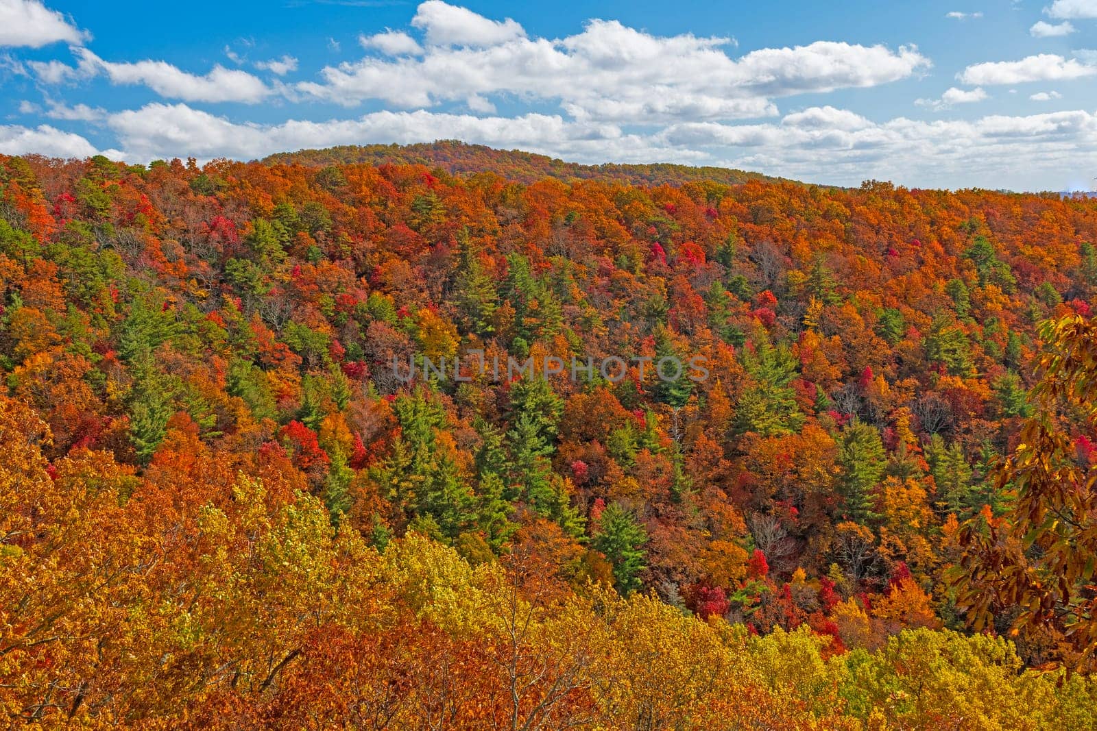 Hillside Bursting With The Colors of Autumn on the Blue Ridge Parkway in North Carolina
