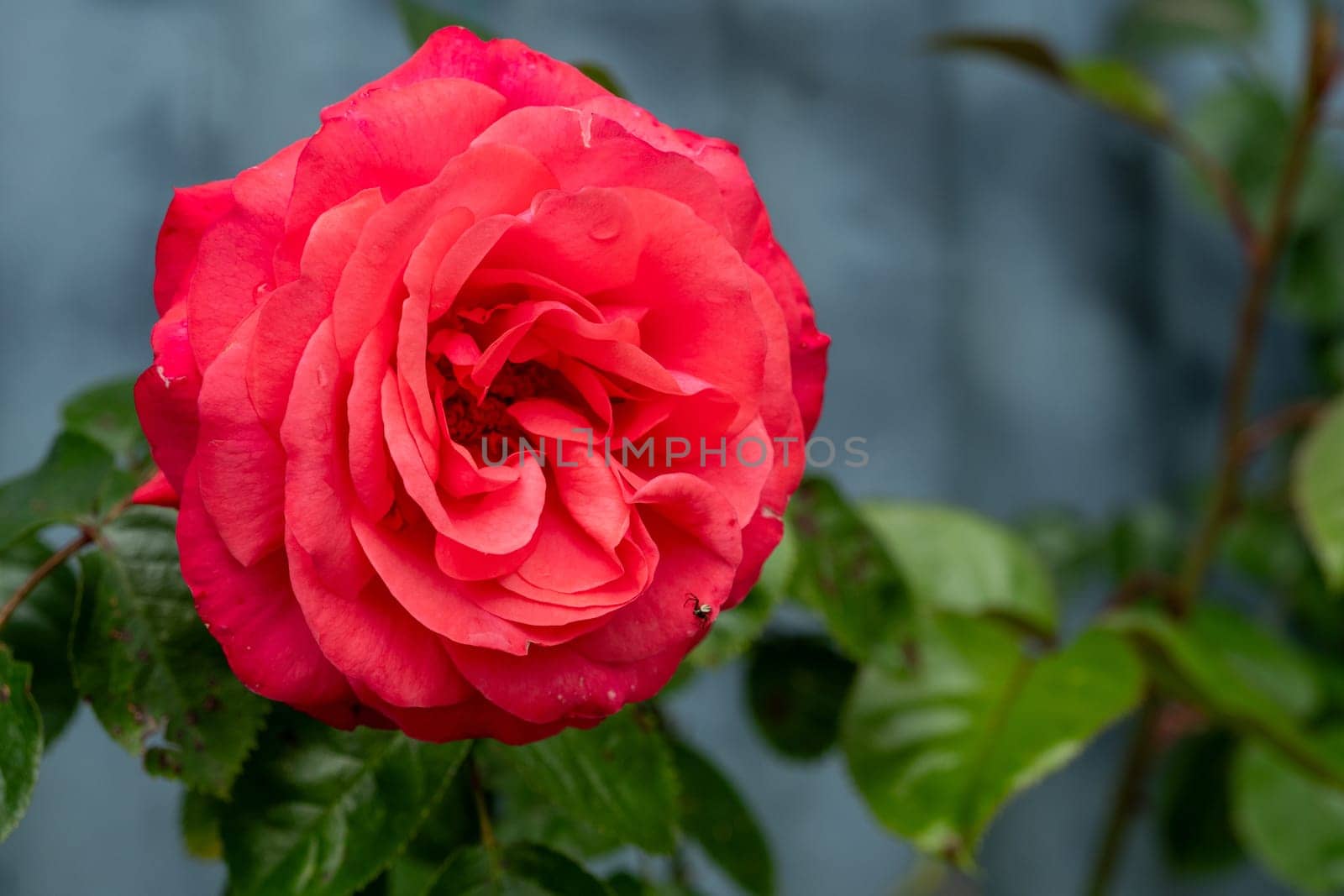 A red rose is in full bloom and is the center of attention in the image. The rose is surrounded by green leaves, which add a touch of color and contrast to the scene