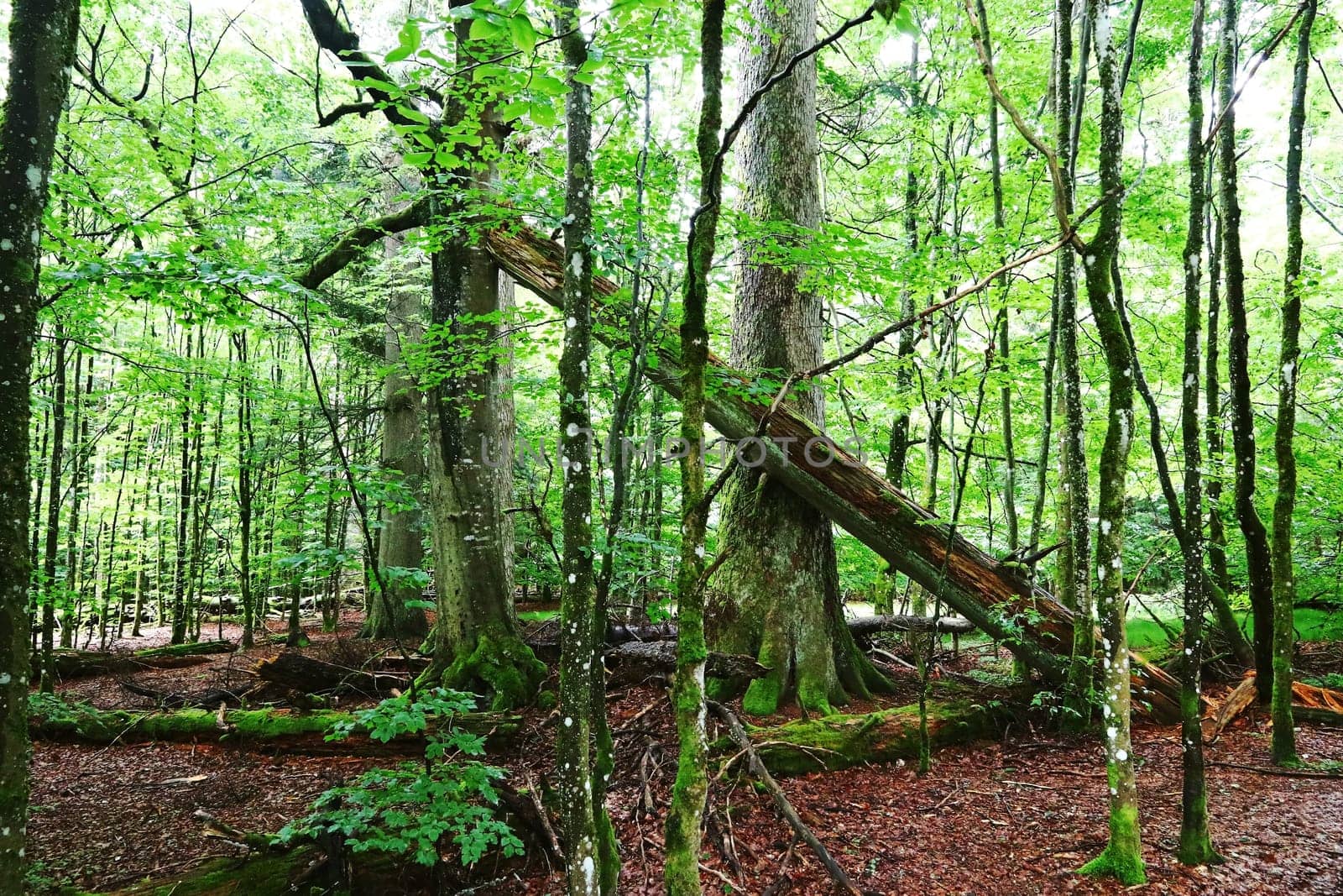 Old fallen trees remain in the Bavarian Forest National Park