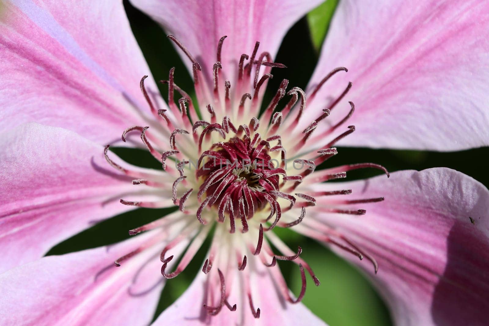 Close-up of a pink-pink clematis flower