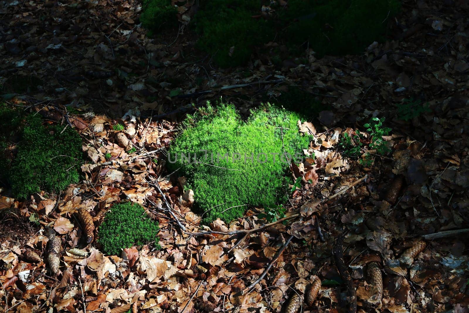 Moss in the shape of a heart on a forest floor with autumn leaves