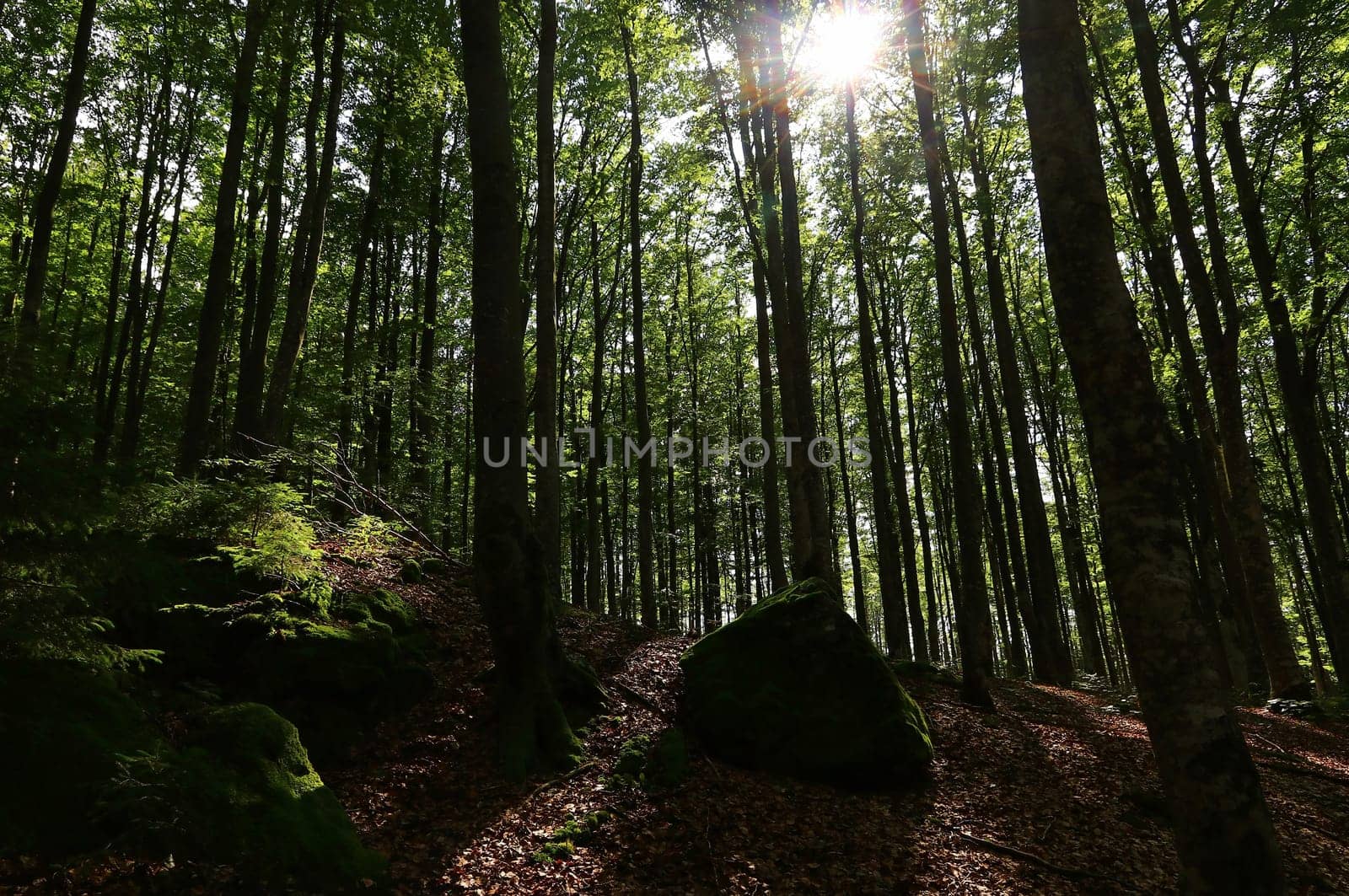 A beautiful forest with rays of sunshine between the tree trunks