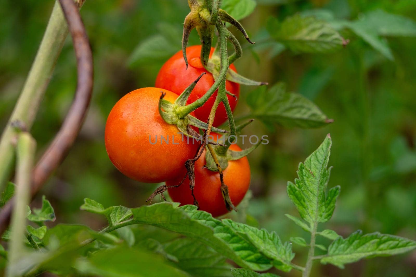 Three ripe red tomatoes hanging from a plant. The tomatoes are ripe and ready to be picked