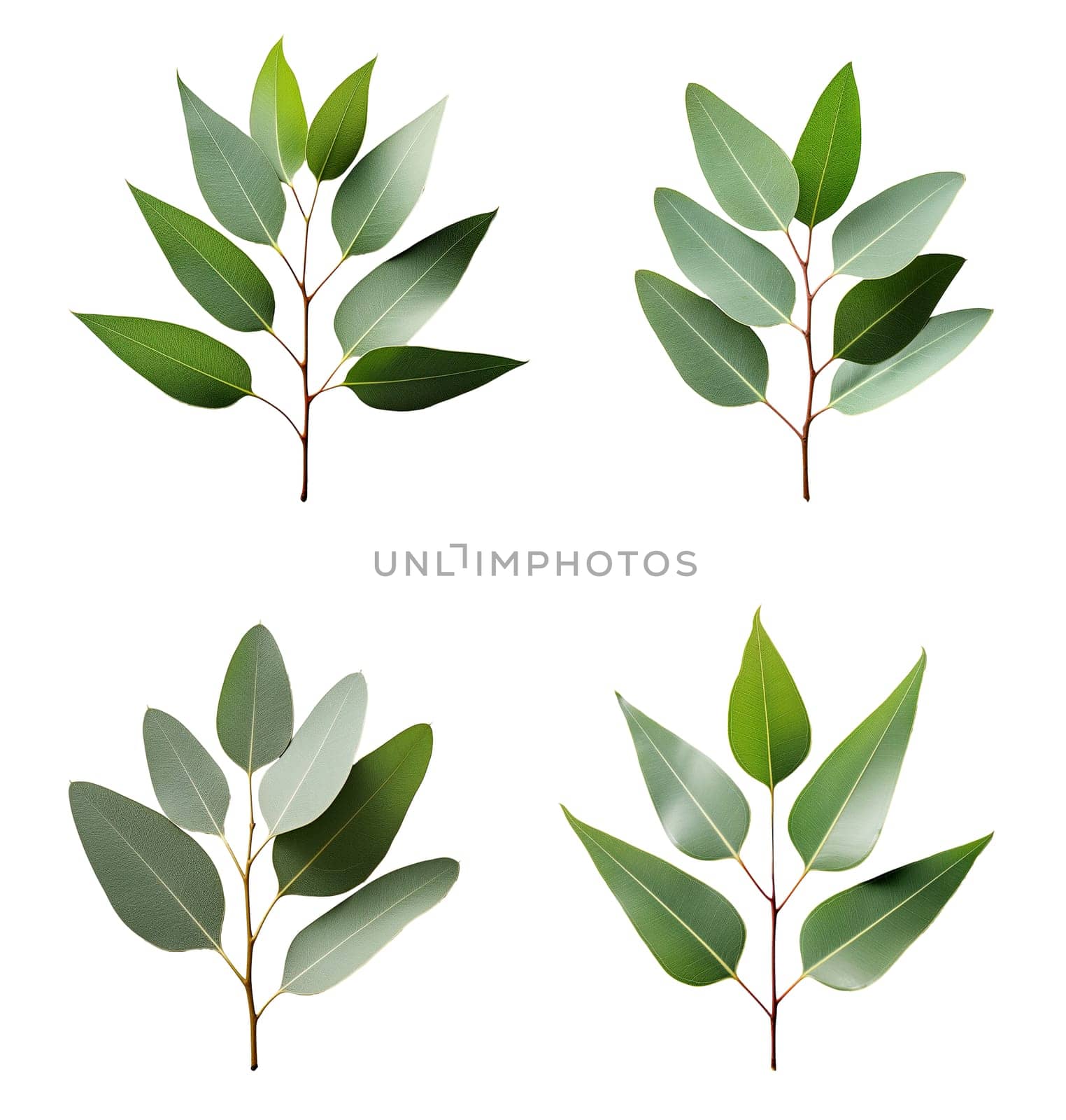 eucalyptus isolated on white background