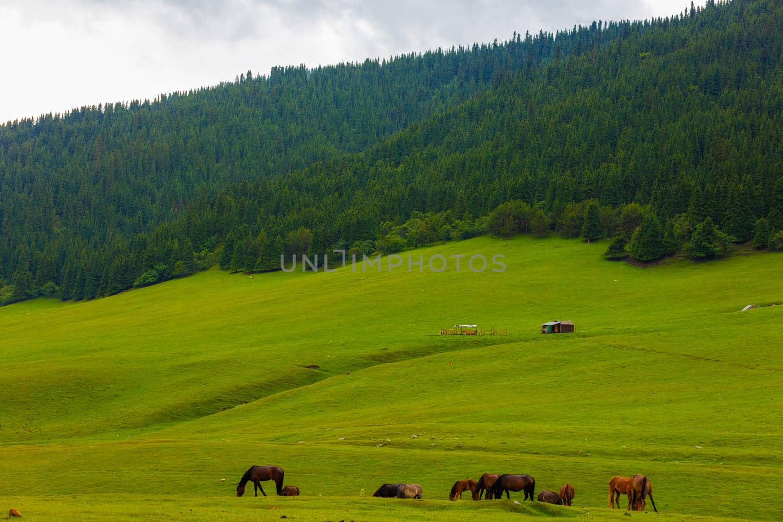 horses grazing under forested hill slope at rainy summer day