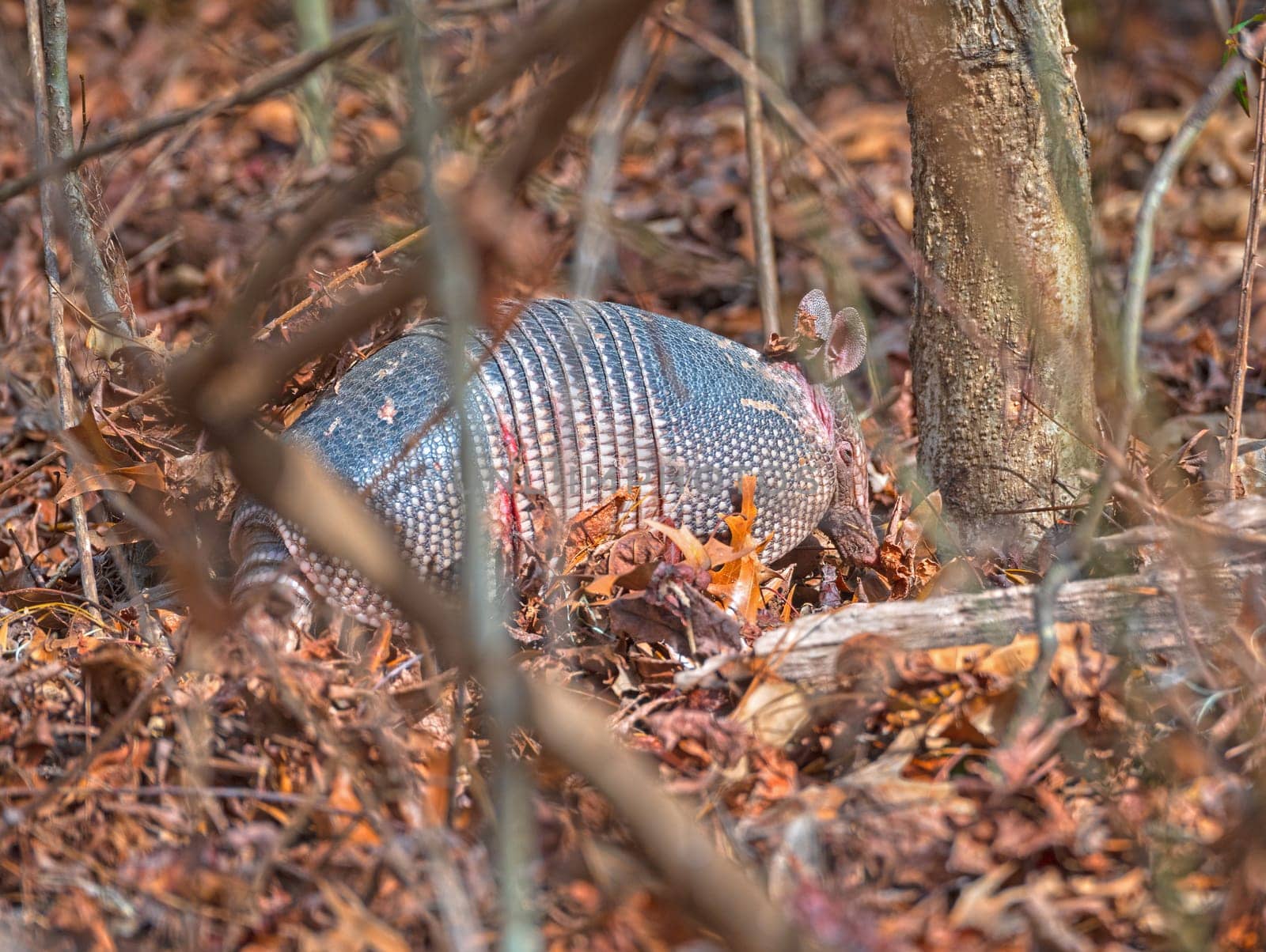 Nine-banded armadillo Rooting Through the Forest in the Ernest F.Hollings ACE Basin National Wildlife Refuge in South Carolina