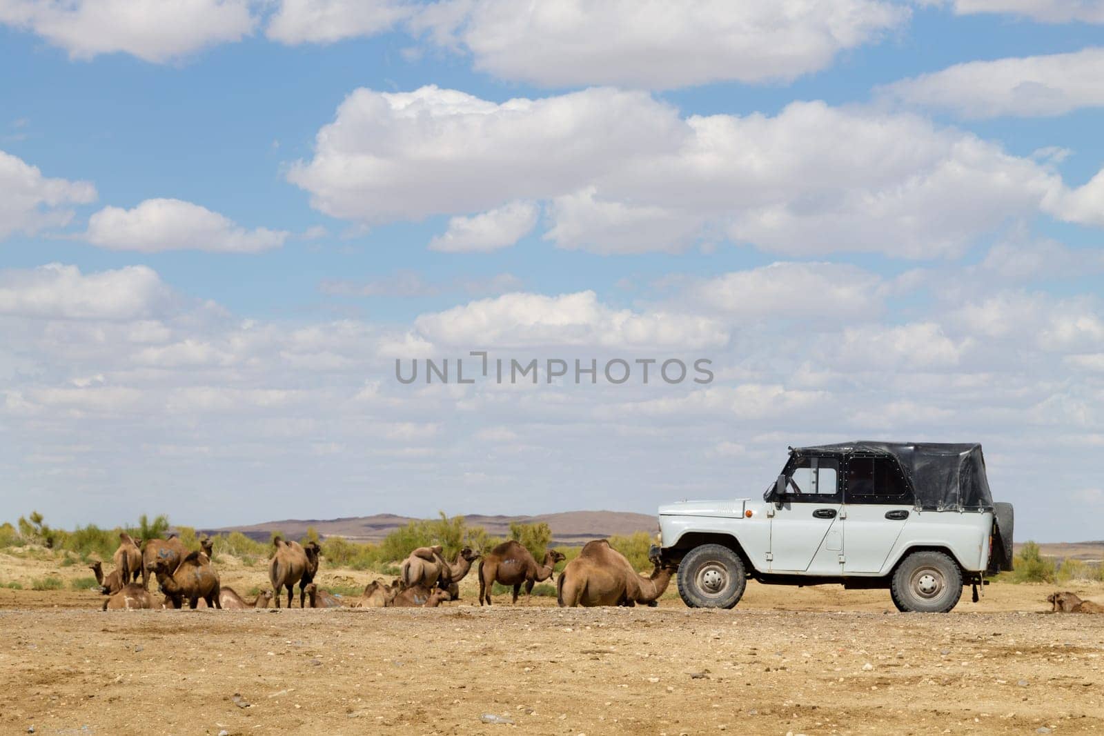 Kazakhstan rural landscape, off road vehicle and camel breeding, Mangystau region