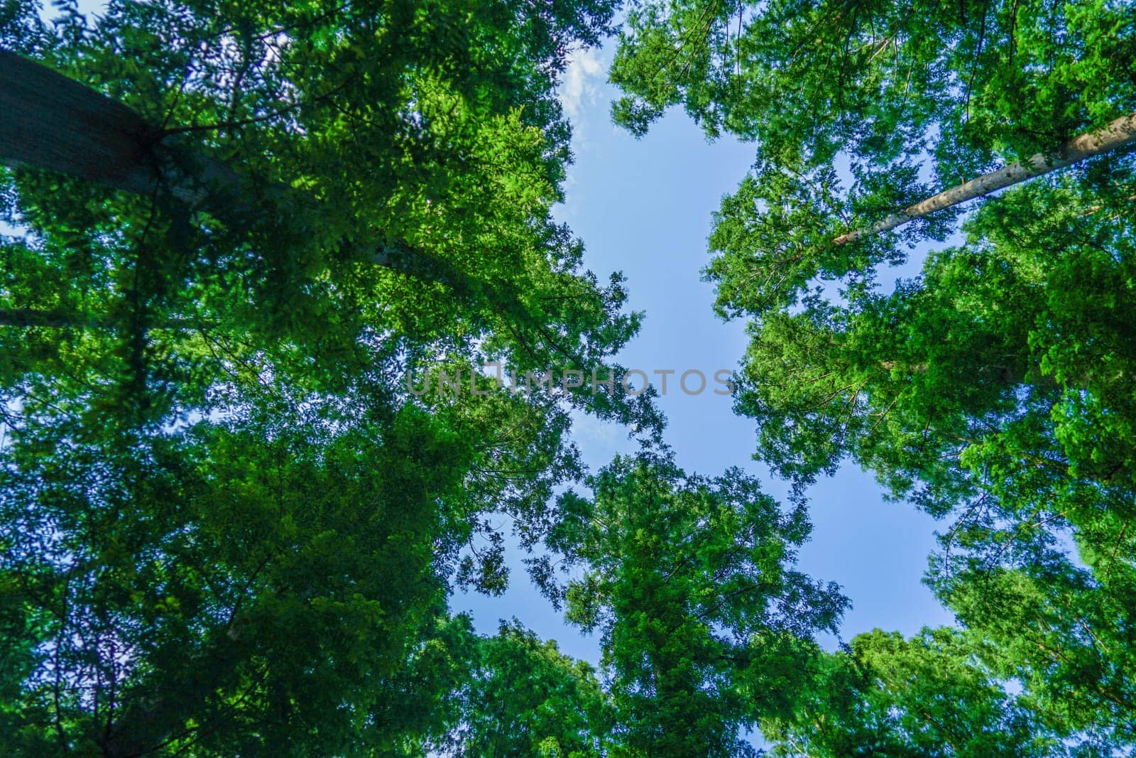 Metasekoya Forest (Mizumoto Park). Shooting Location: Katsushika-ku, Tokyo