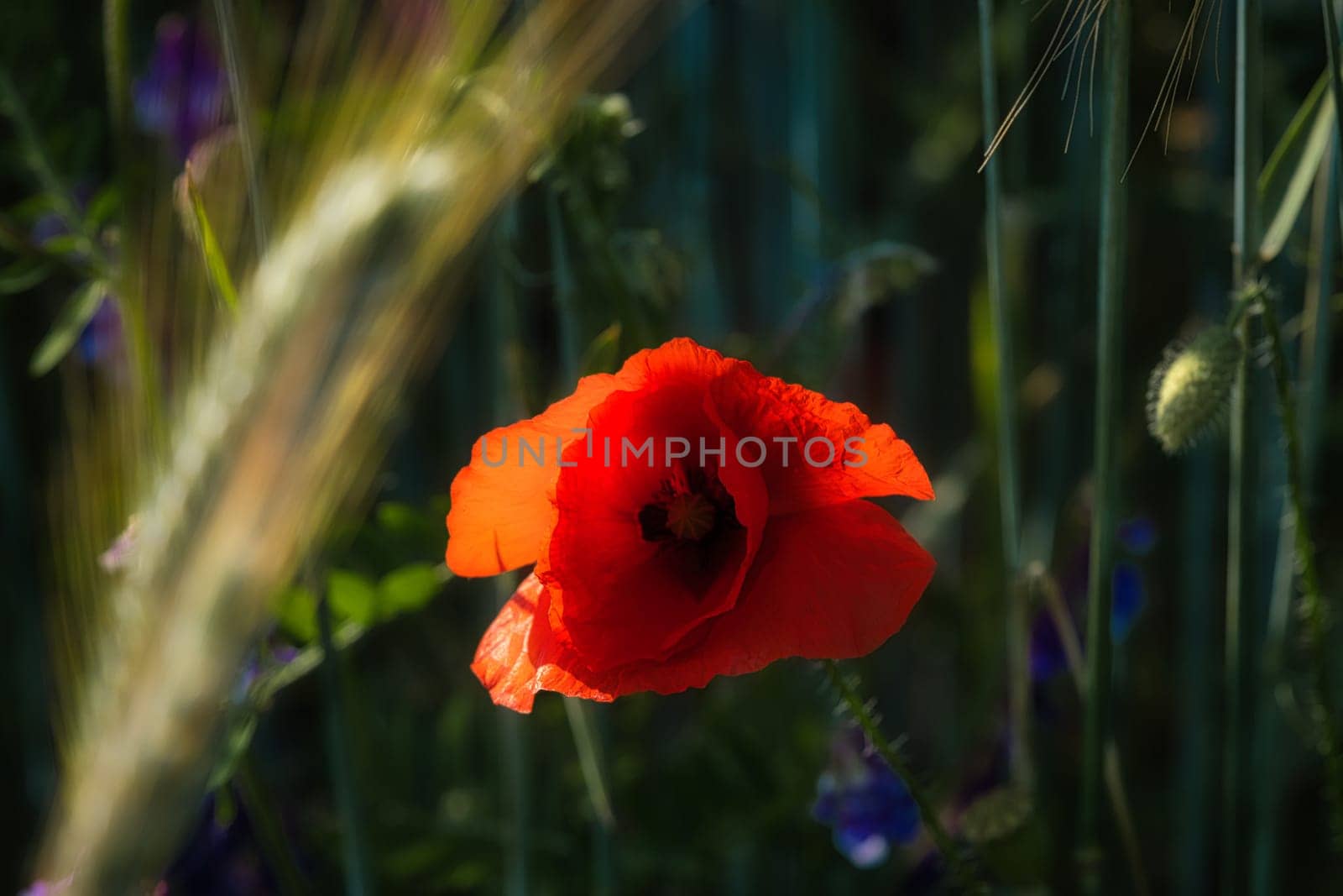Corn poppy in a summer meadow with red petals. Wildflower from nature. Red splashes of color in green surroundings