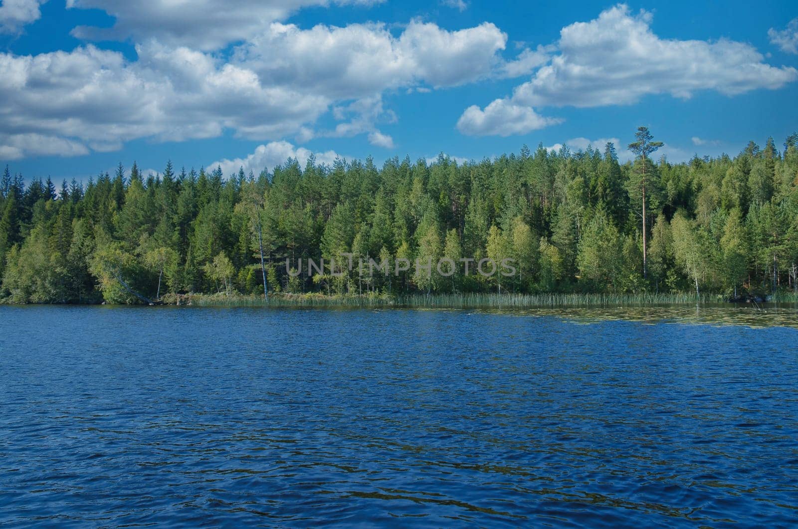 Lake in sweden with blue sky and white clouds in front of blue water. Trees on the shore. Nature from Scandinavia