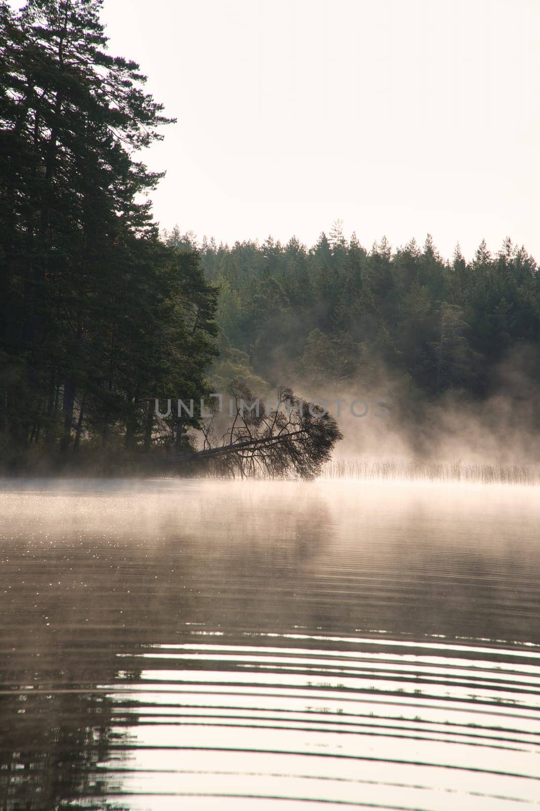 Fog damage over a lake in Sweden. Dead tree protruding into the water at dawn. Scandinavian nature
