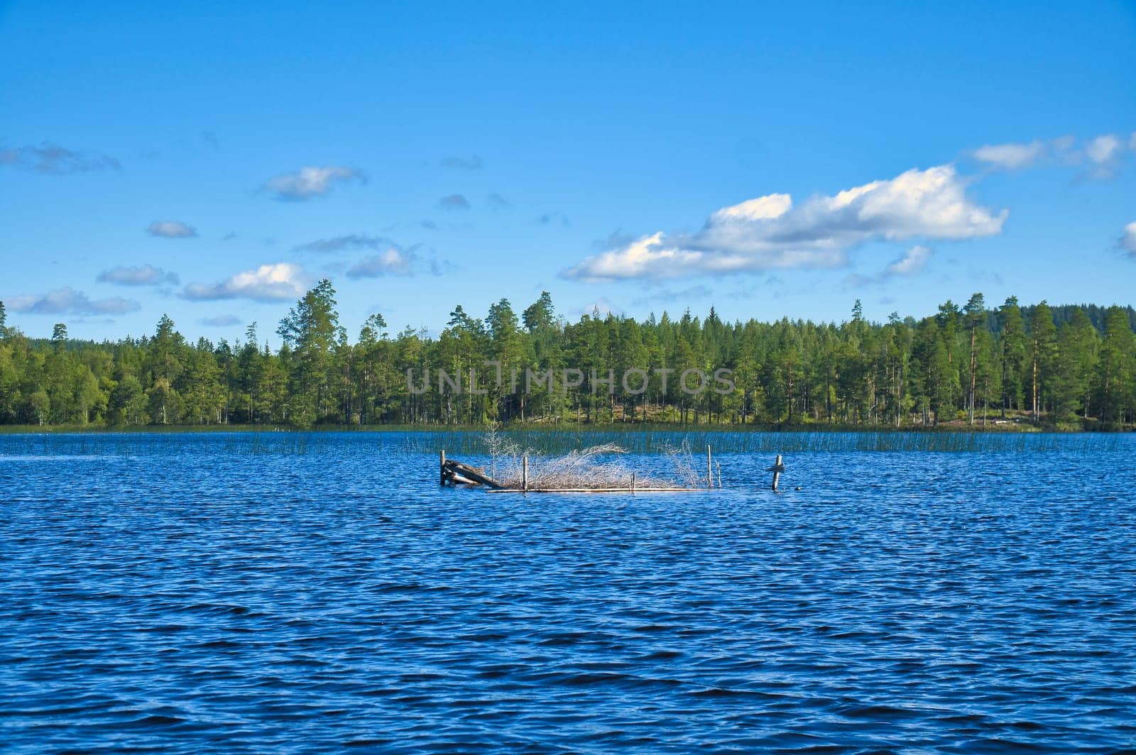 Lake in sweden with blue sky and white clouds in front of blue water. Trees on the shore. Nature from Scandinavia