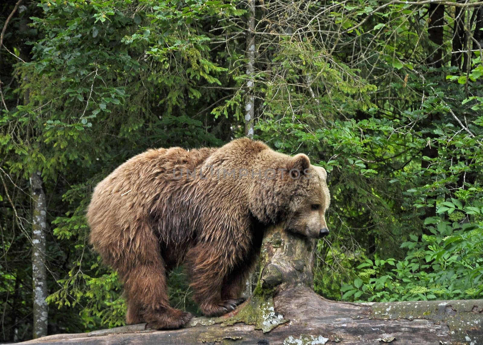 Brown bear in Cumberland Wildlife Park Grünau in Austria